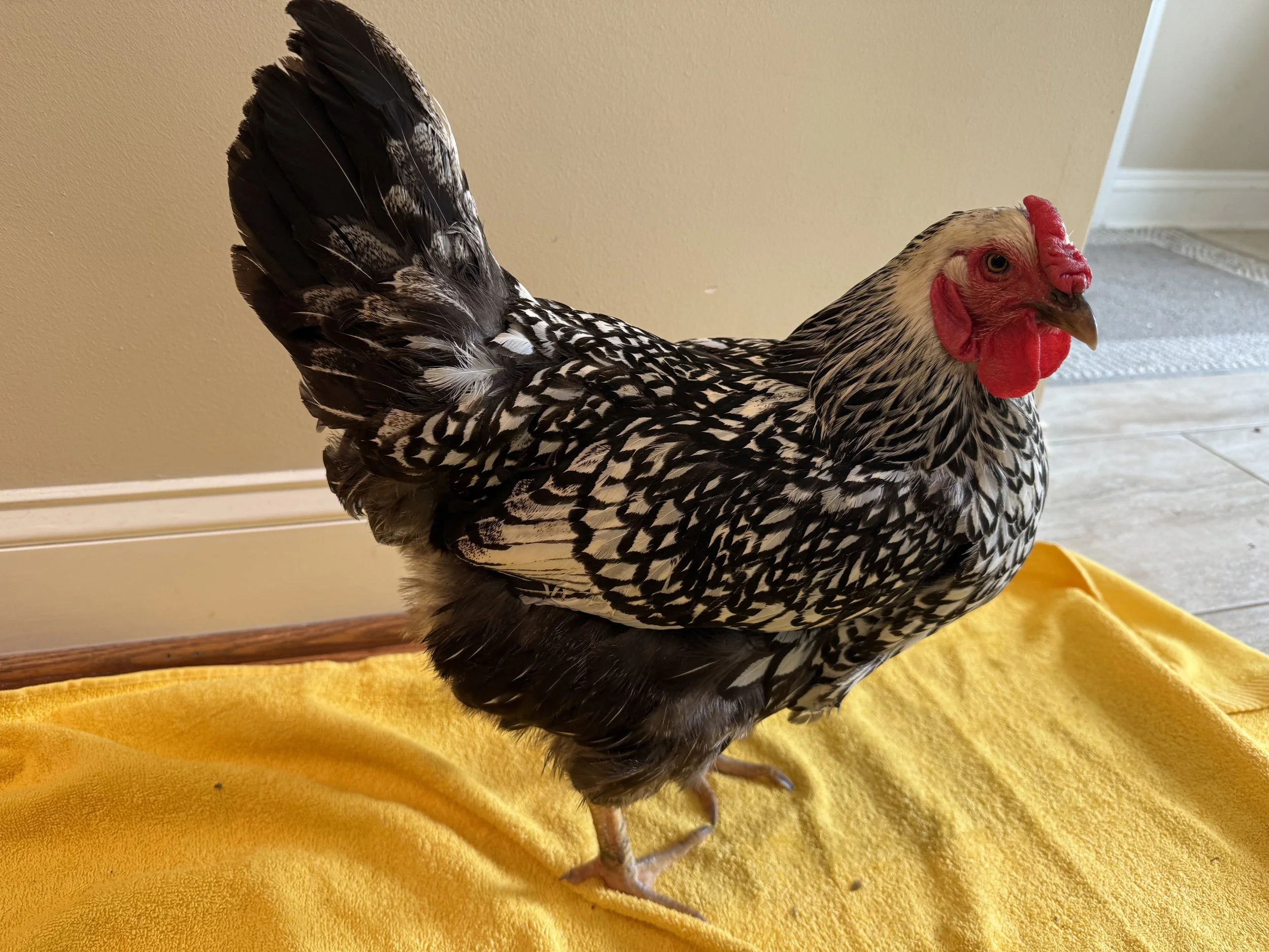 Auction_Wyandotte_SilverLaced_Hen_Silverbell_Hugh1.jpeg