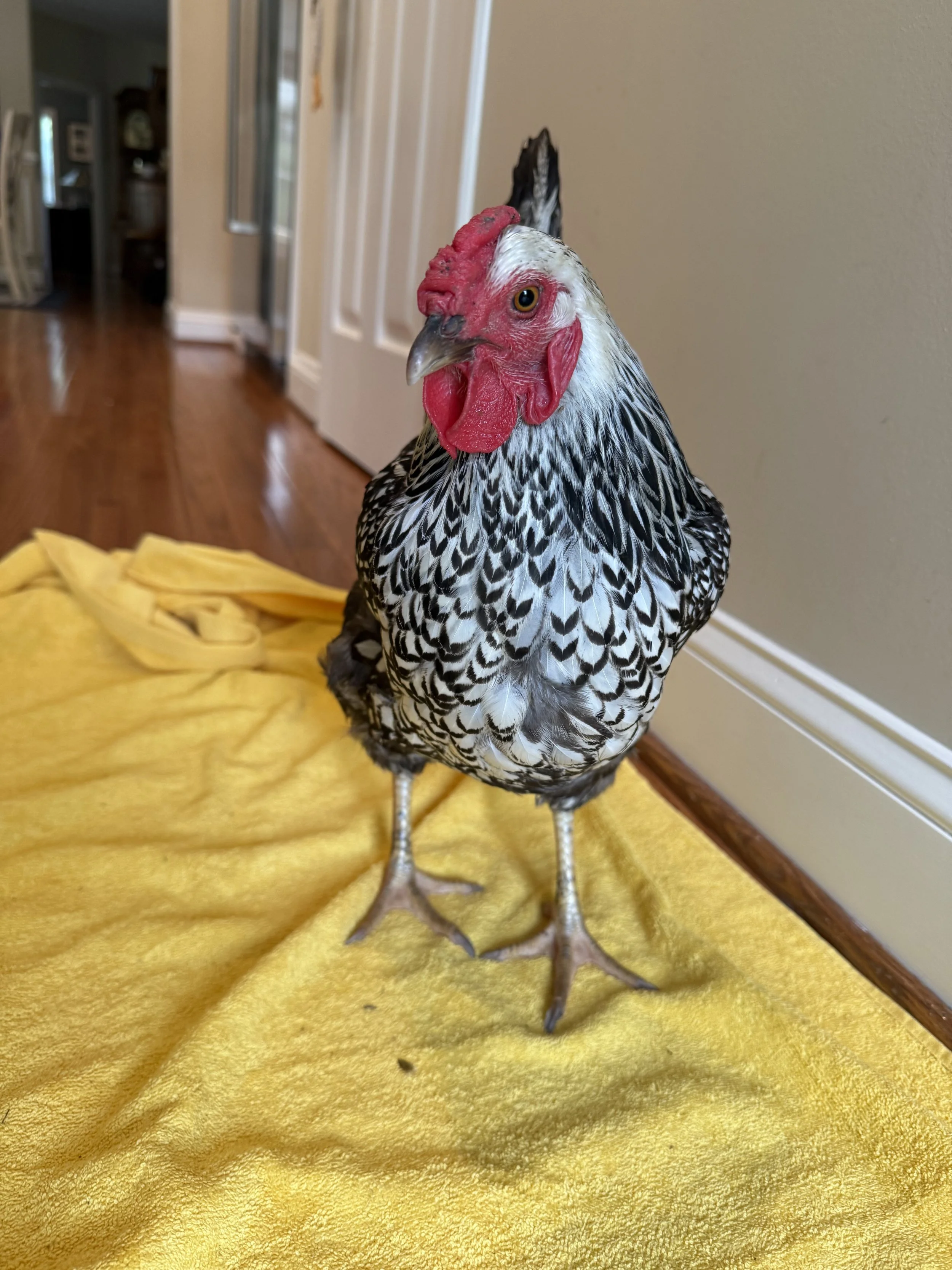 Auction_Wyandotte_SilverLaced_Hen_Silverbell_Hugh2.jpeg