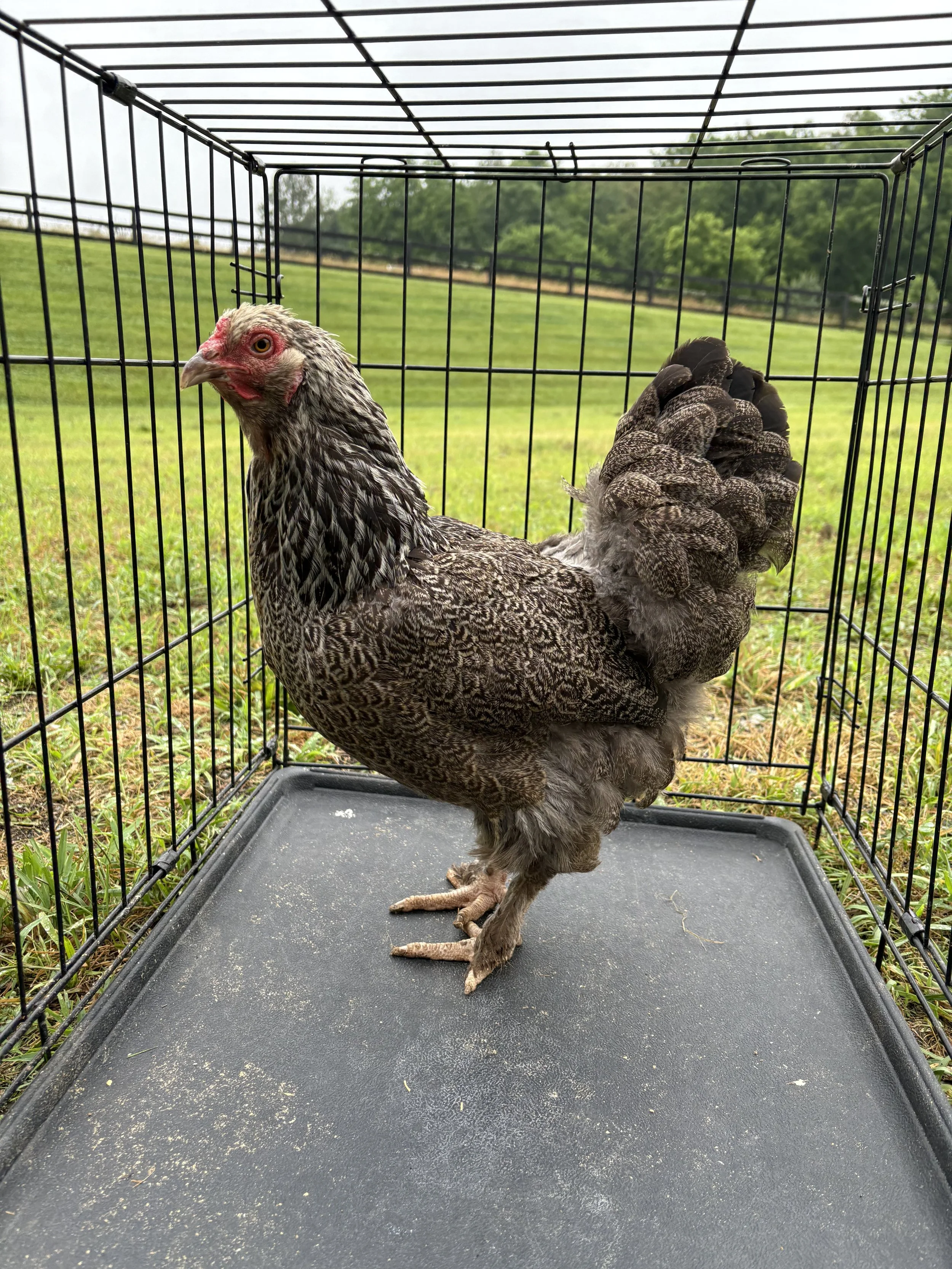 Asiatic_Brahma_Dark_Hen_Dixie_Charlotte_Cochran SIDE.jpeg