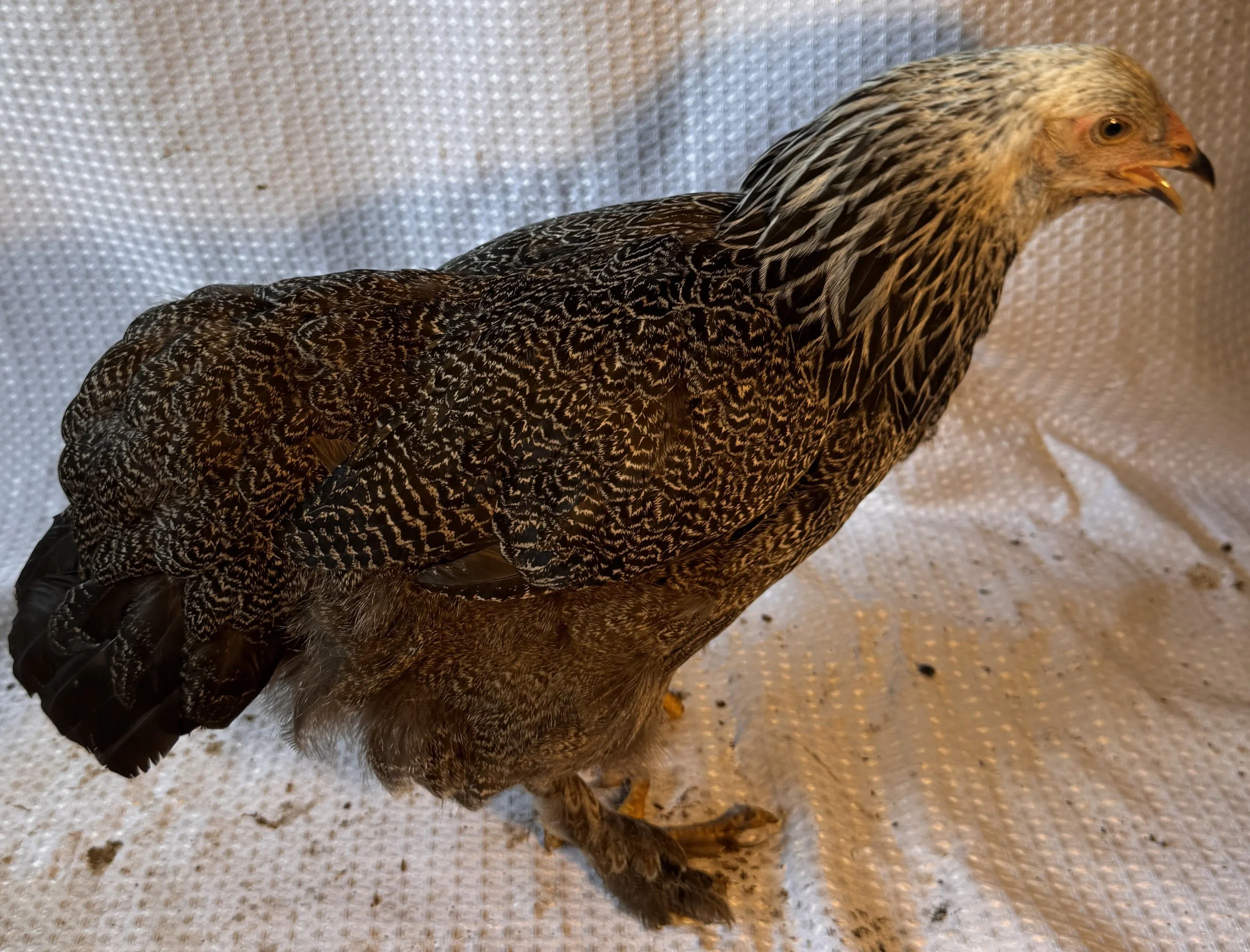 Asiatic_Brahma_Dark_Pullet_Oscar_EdenReck.JPG