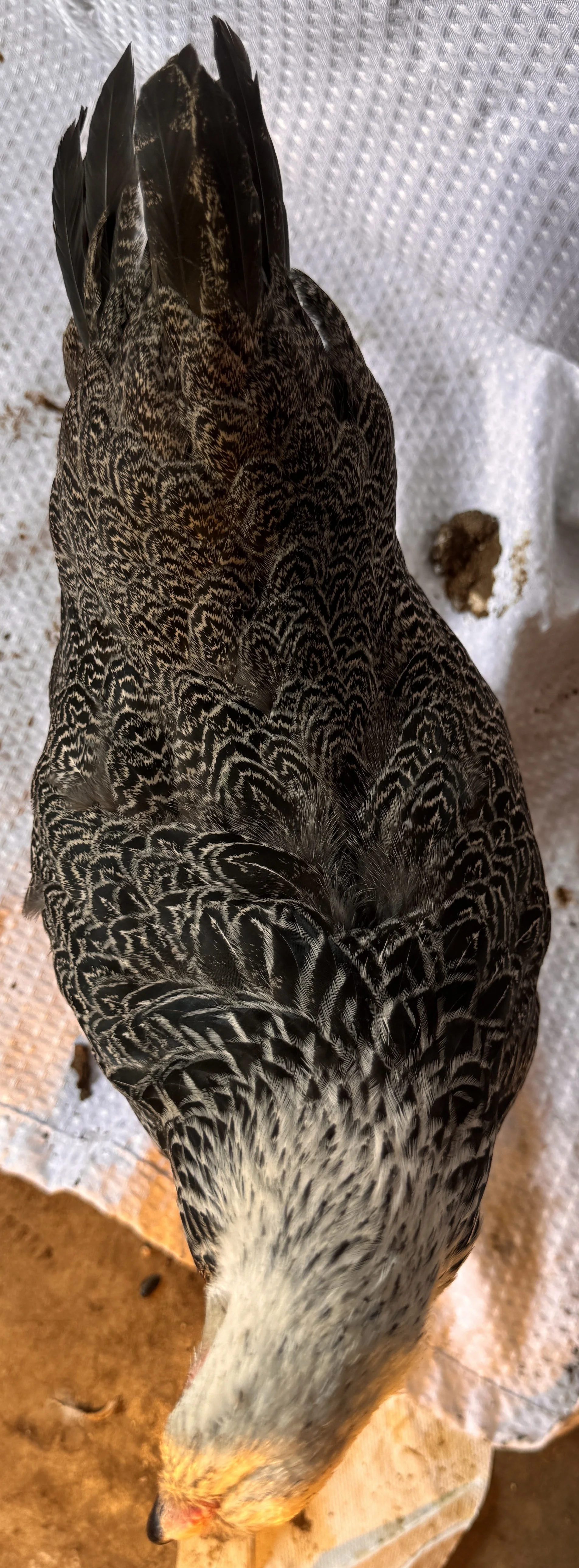 Asiatic_Brahma_Dark_Pullet_Count_EdenReck2.JPG