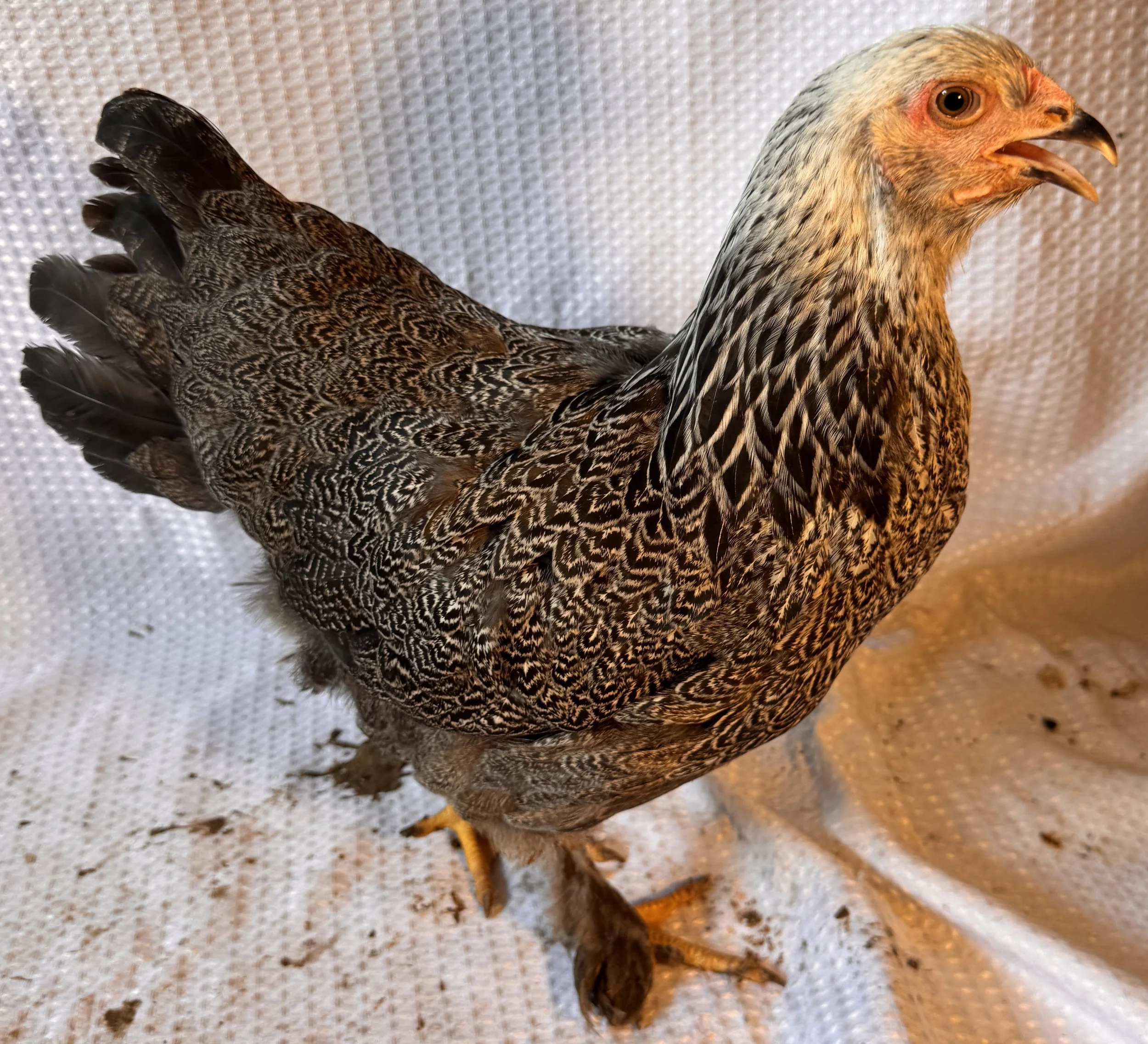 Asiatic_Brahma_Dark_Pullet_Count_EdenReck.JPG