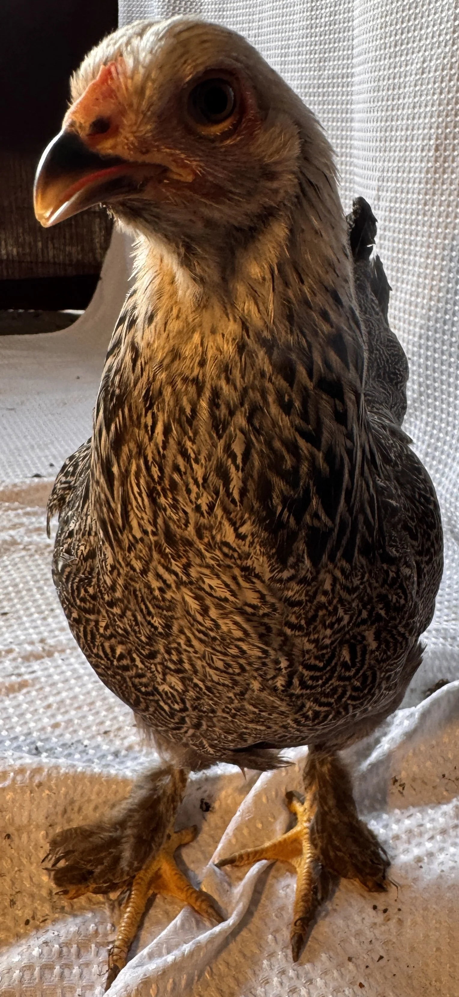 Asiatic_Brahma_Dark_Pullet_Count_EdenReck3.JPG