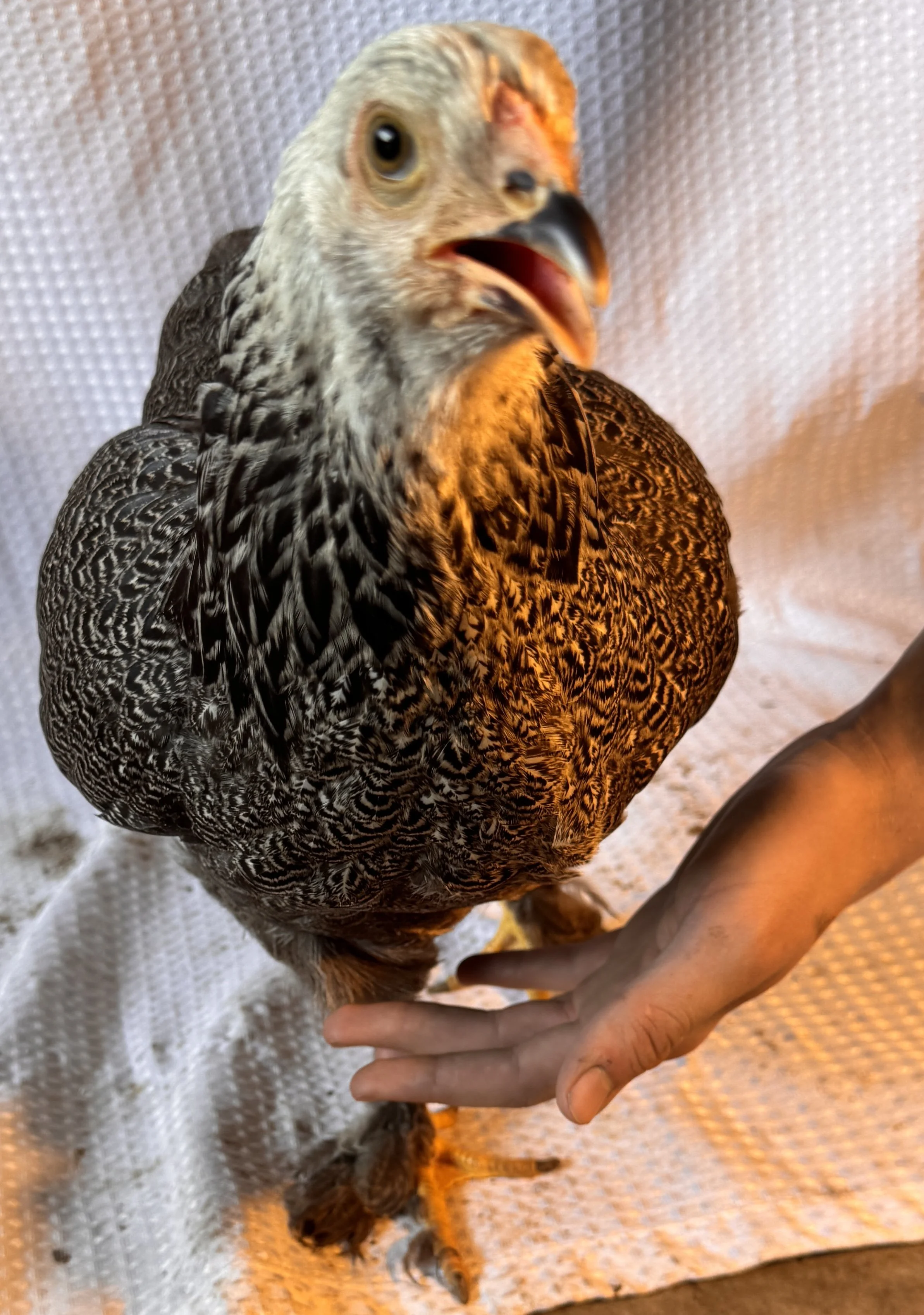 Asiatic_Brahma_Dark_Pullet_Bert_LincolnReck2.JPG