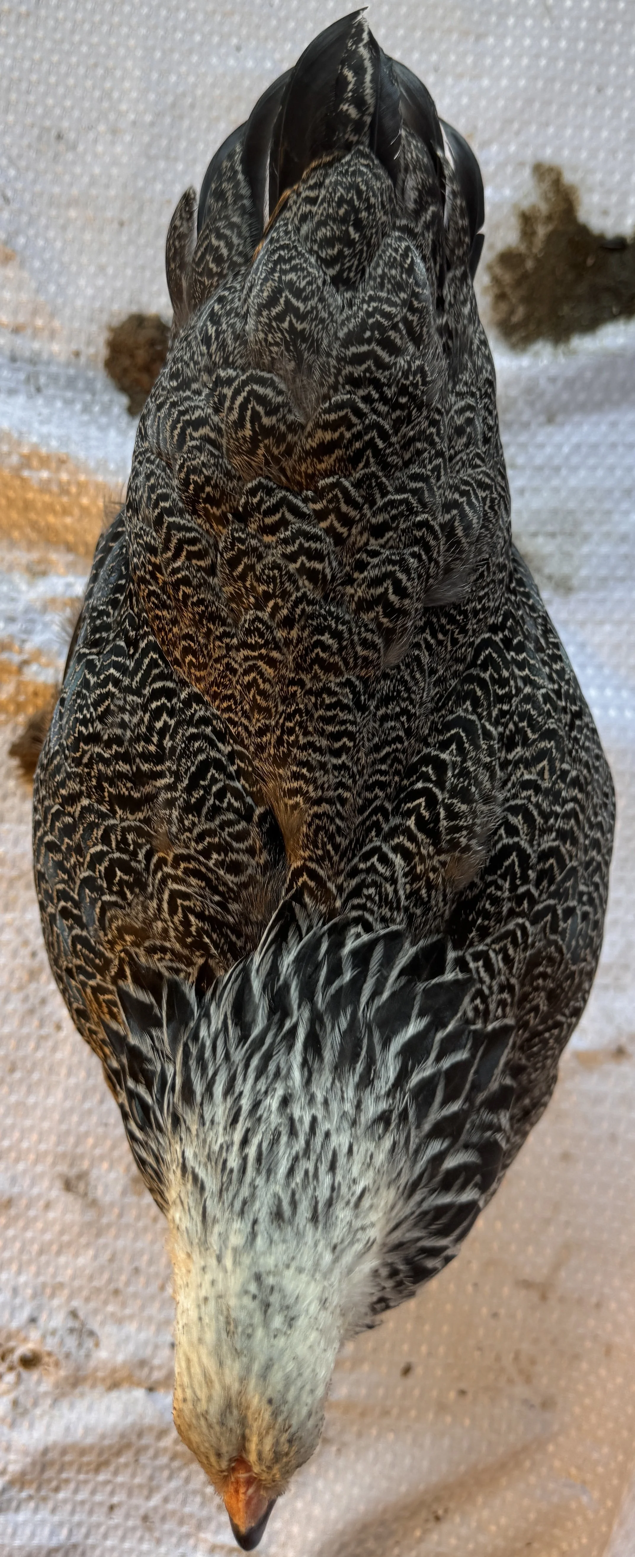 Asiatic_Brahma_Dark_Pullet_Bert_LincolnReck3.JPG