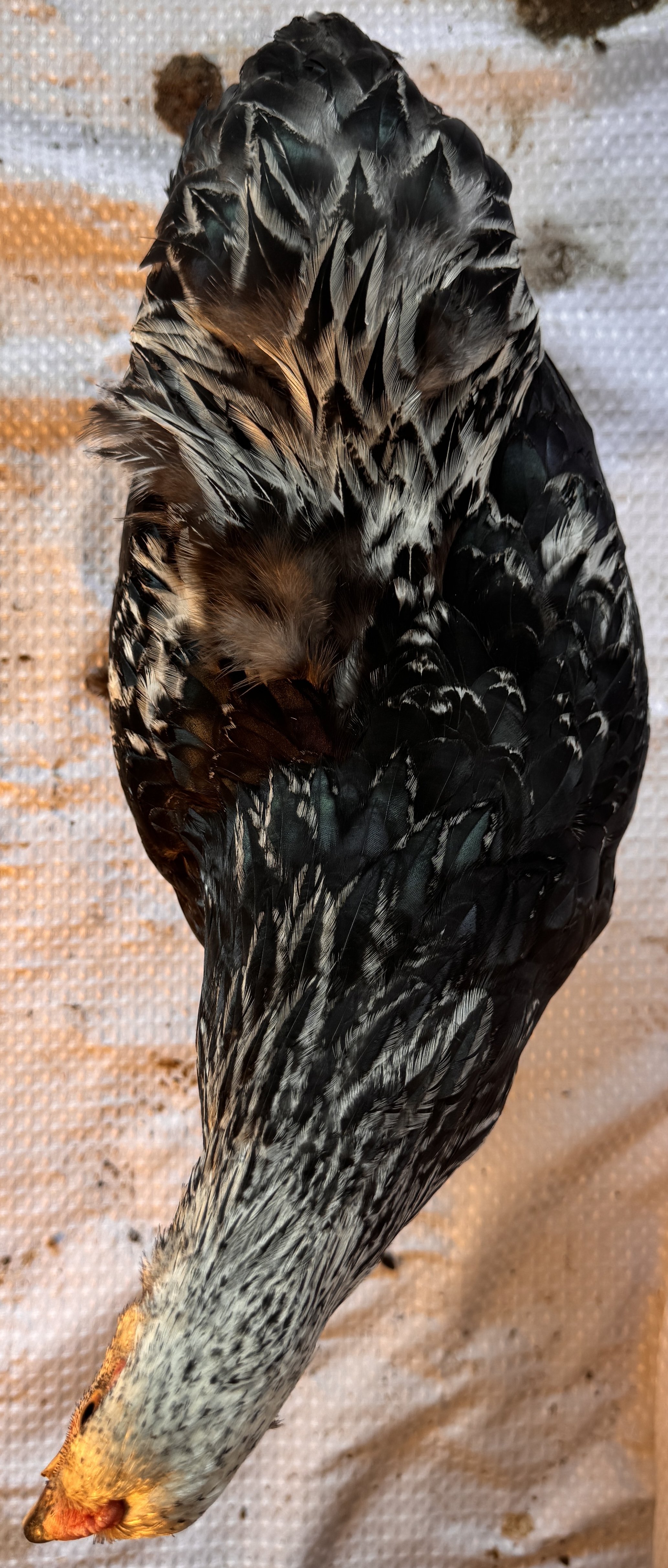 Asiatic_Brahma_Dark_Cockerel_BigBird_EdenReck2.JPG