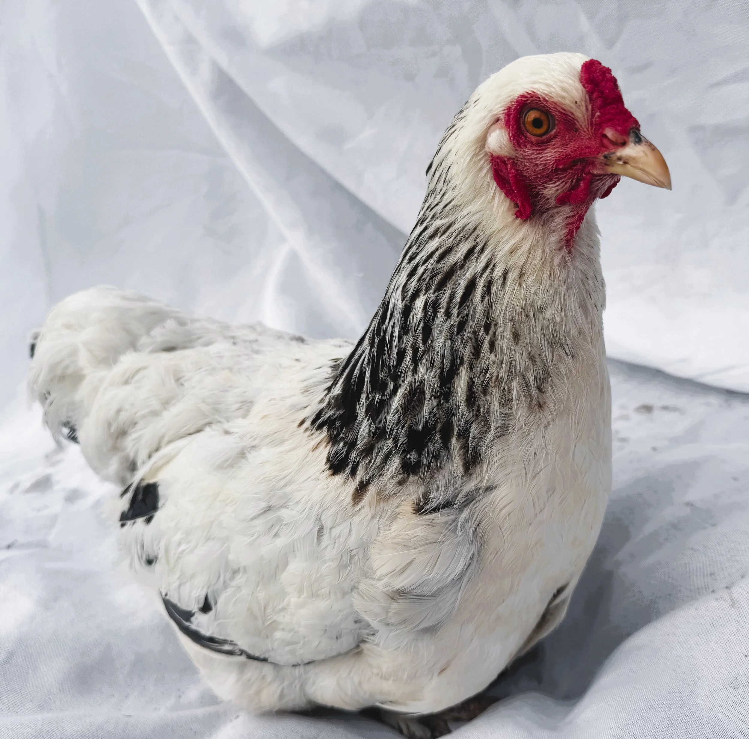 Asiatic_Brahma_Light_Hen_Queenie_Nouh Mashaal_Front.jpeg