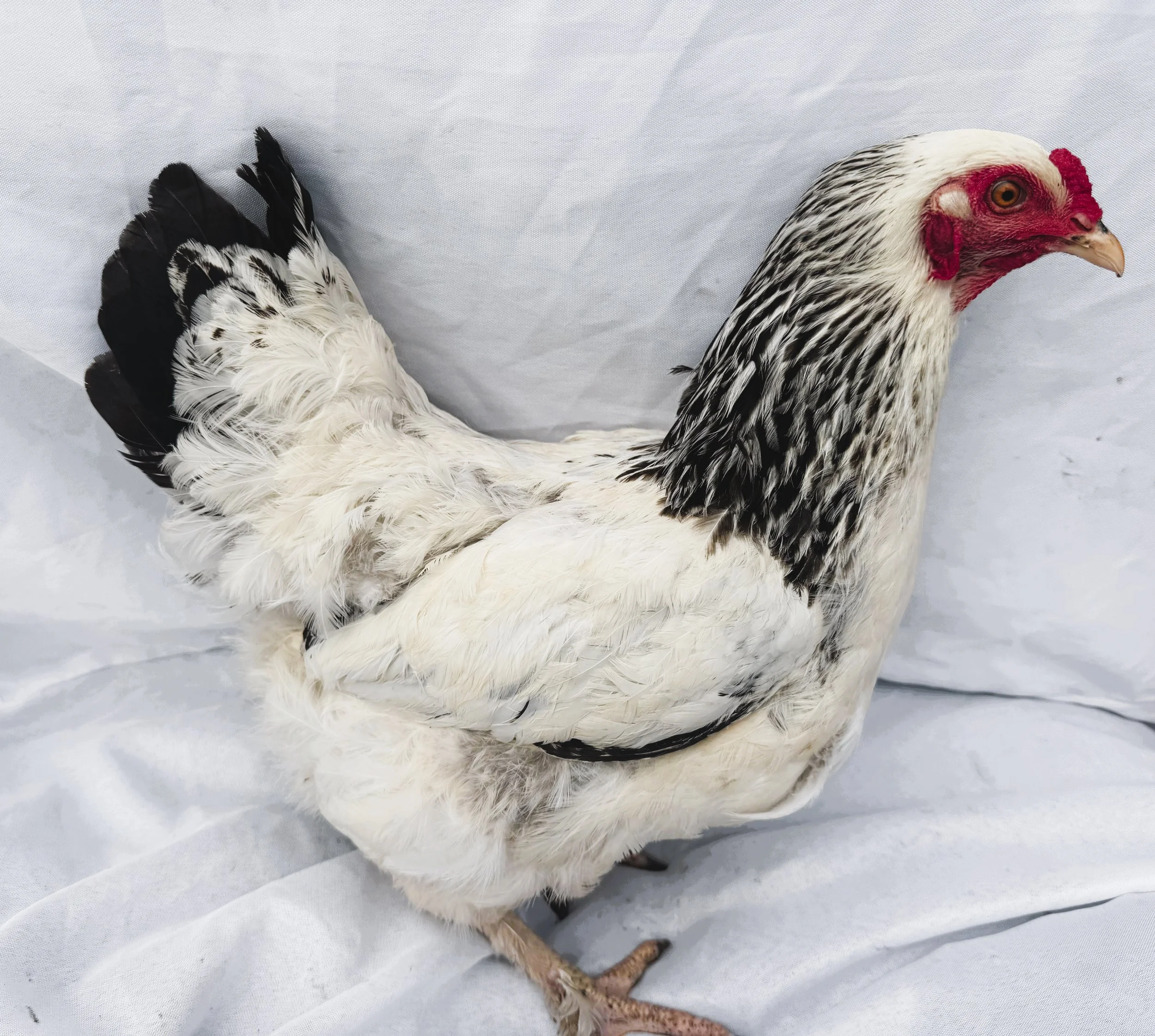 Asiatic_Brahma_Light_Hen_Queenie_Nouh Mashaal_Side.jpeg