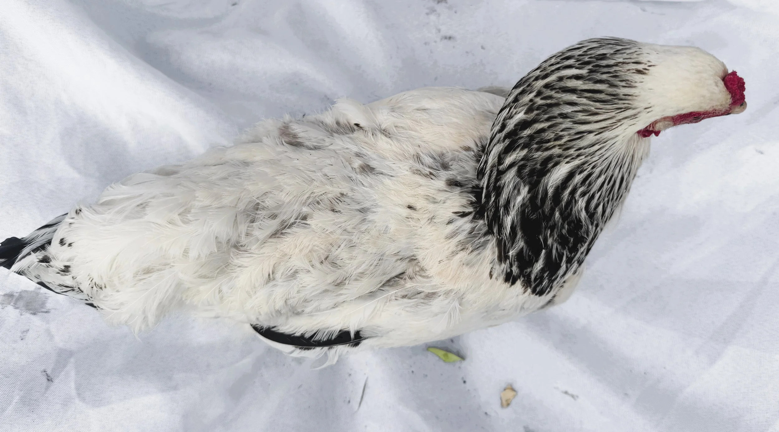 Asiatic_Brahma_Light_Hen_Queenie_Nouh Mashaal_Top.jpeg