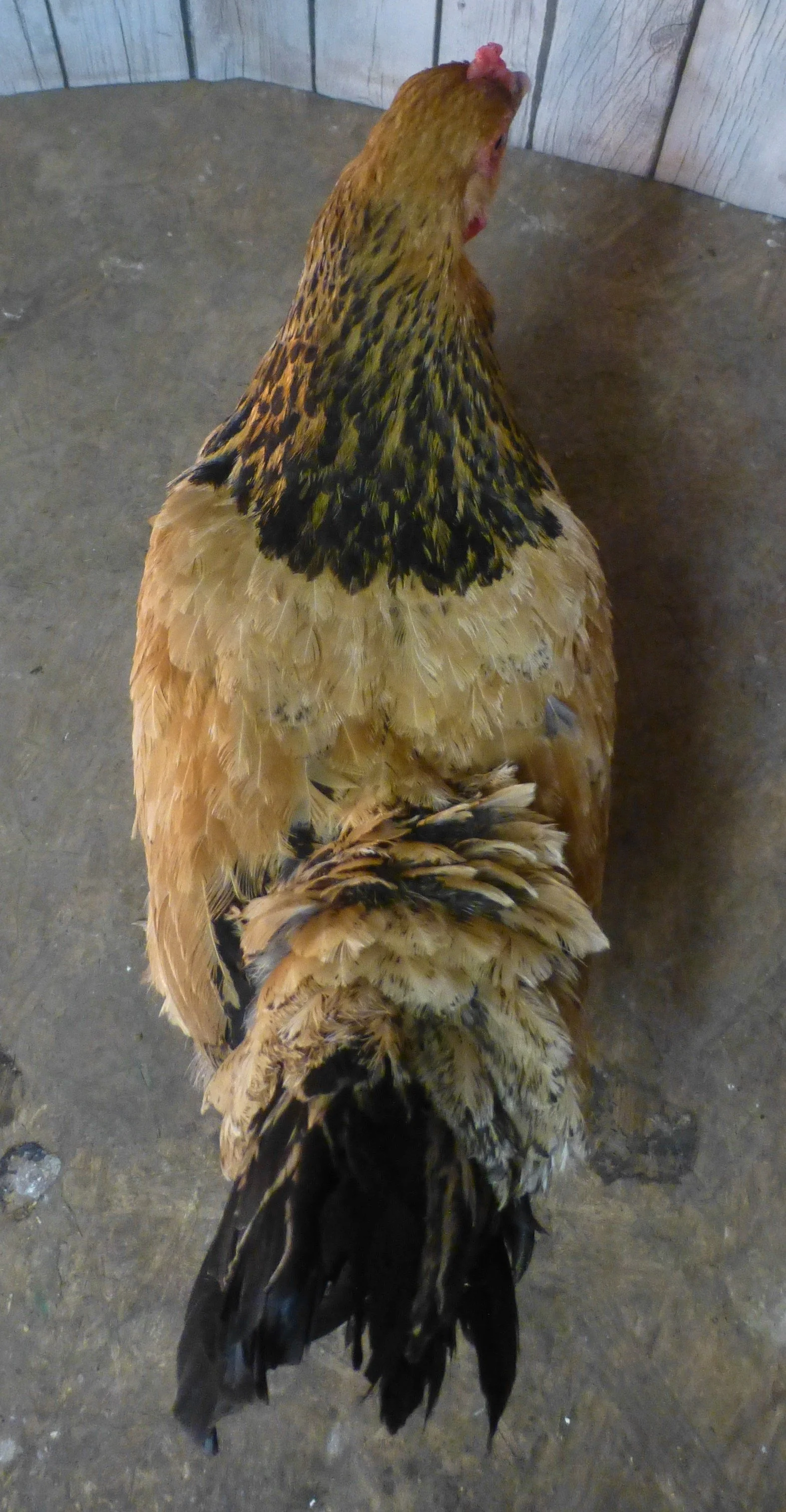 Asiatic_Brahma_Buff_Hen_Brahma Hen Back_HaileyHendershot.JPG