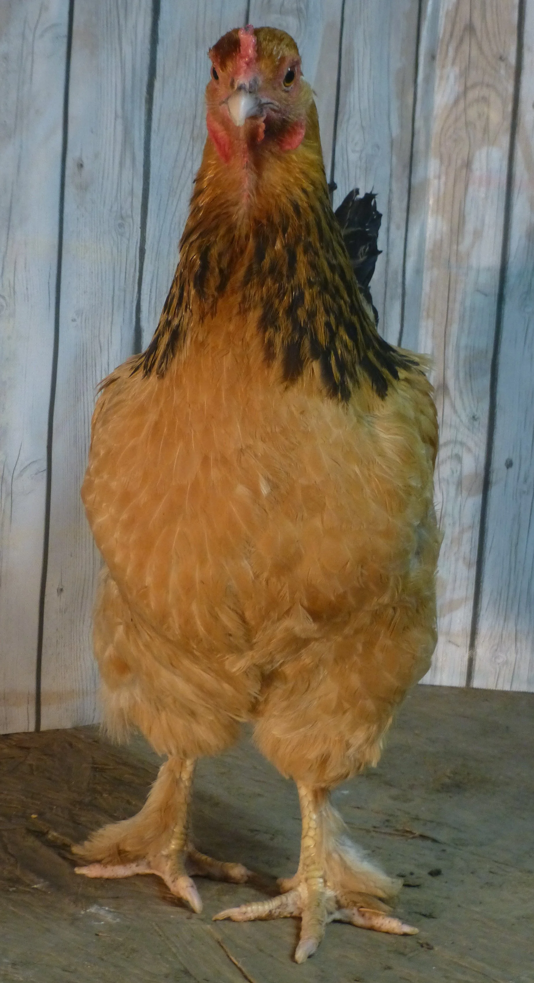 Asiatic_Brahma_Buff_Hen_Brahma Hen Front_HaileyHendershot.JPG