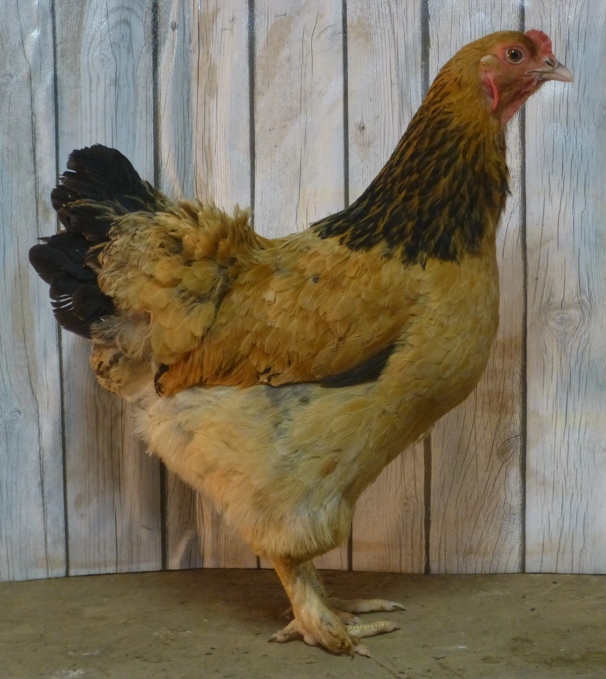 Asiatic_Brahma_Buff_Hen_Brahma Hen Side_HaileyHendershot.JPG