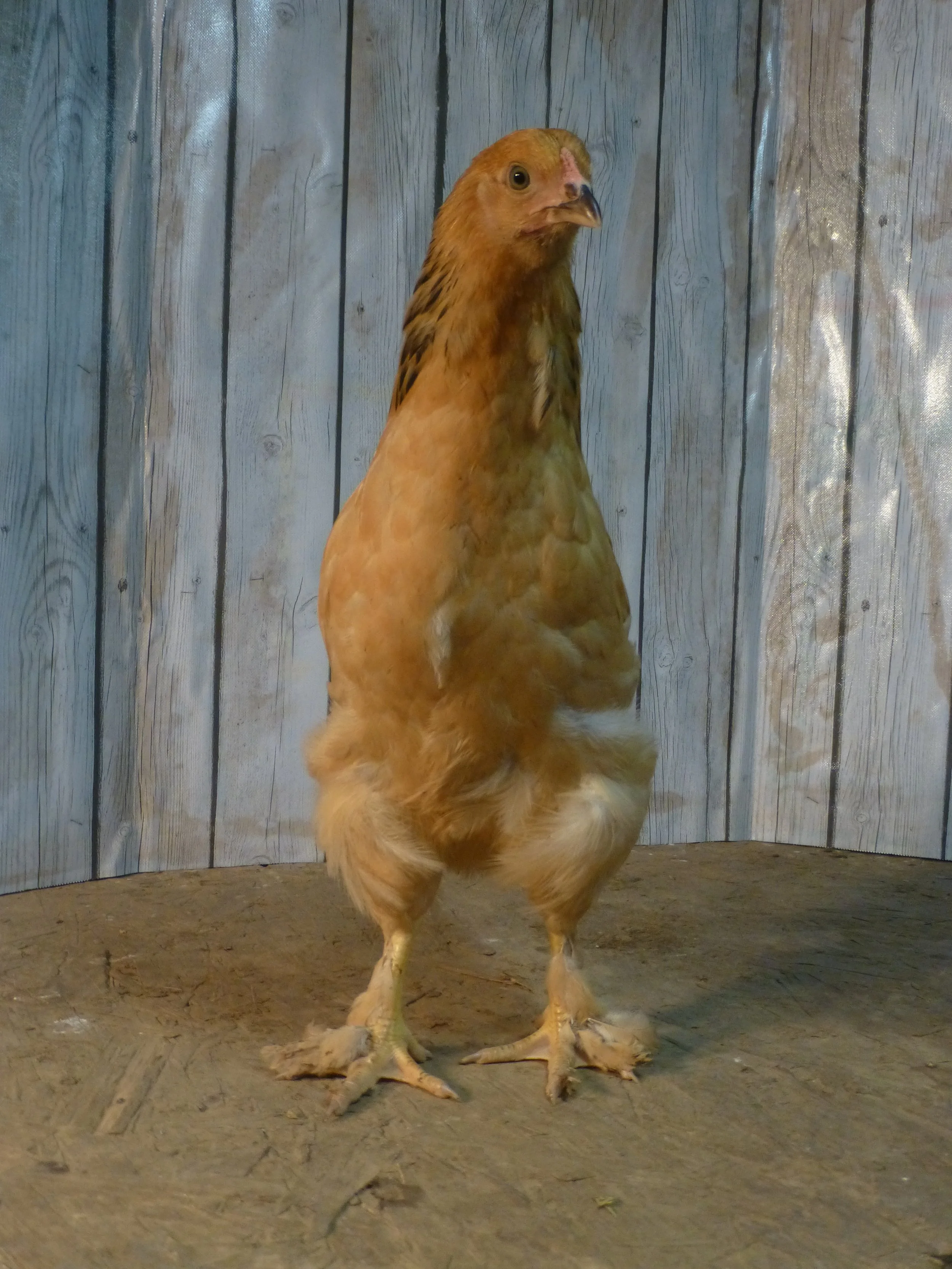 Asiatic_Brahma_Buff_Pullet_Auction3Front_HaileyHendershot.JPG