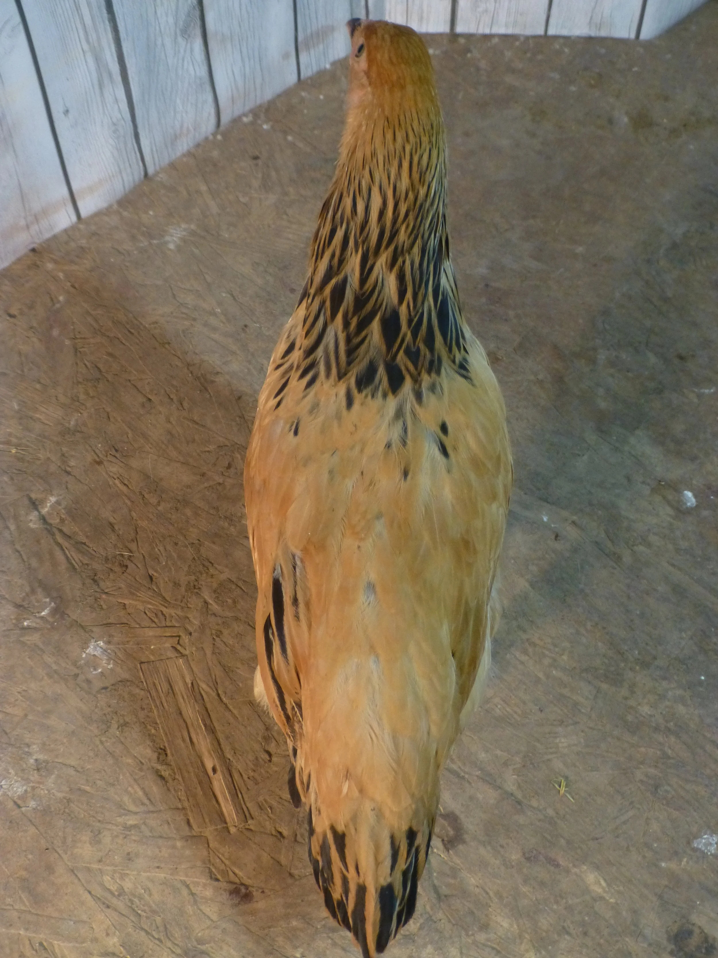 Asiatic_Brahma_Buff_Pullet_Auction3Back_HaileyHendershot.JPG