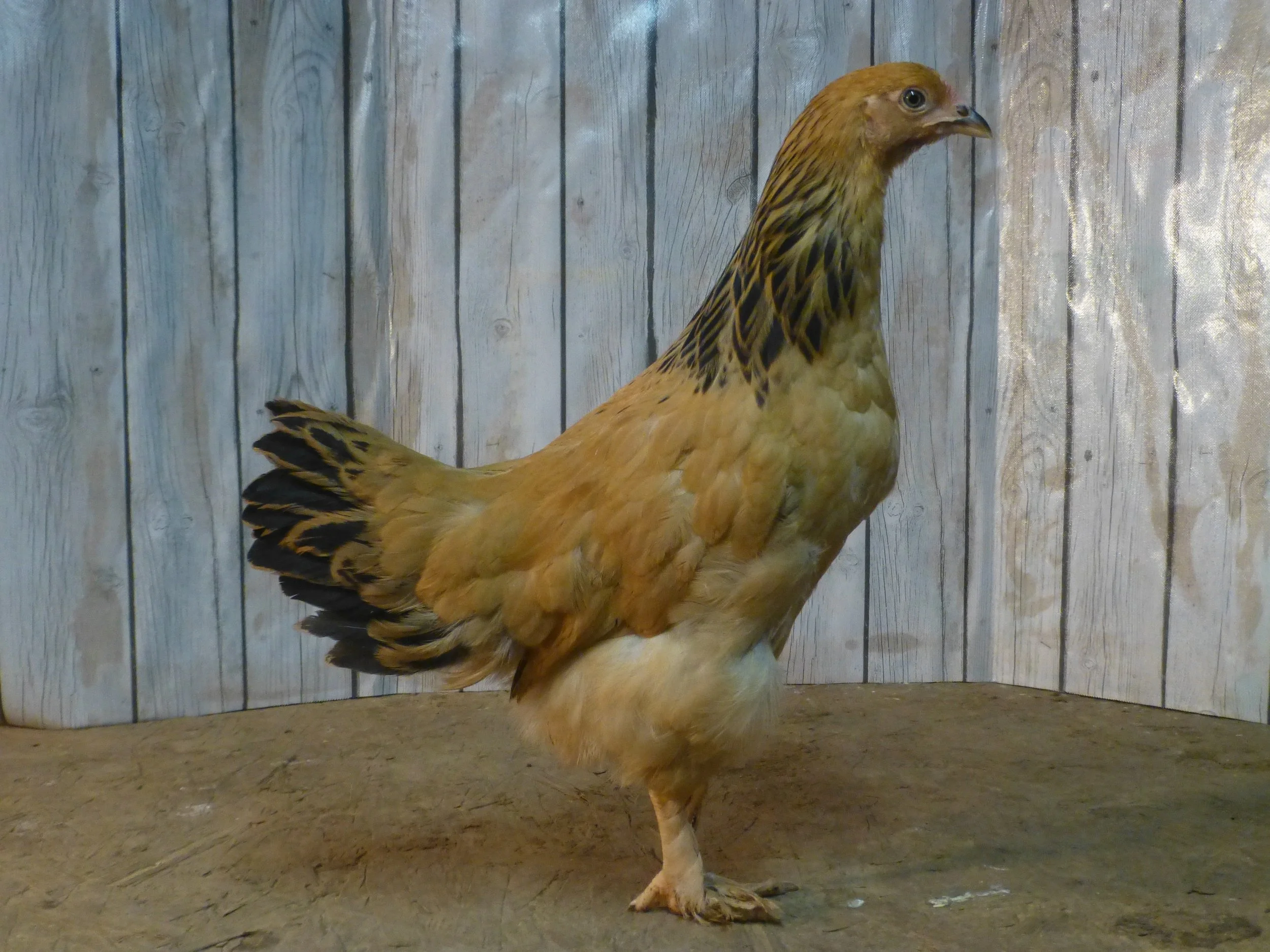 Asiatic_Brahma_Buff_Pullet_Auction3Side_HaileyHendershot.JPG