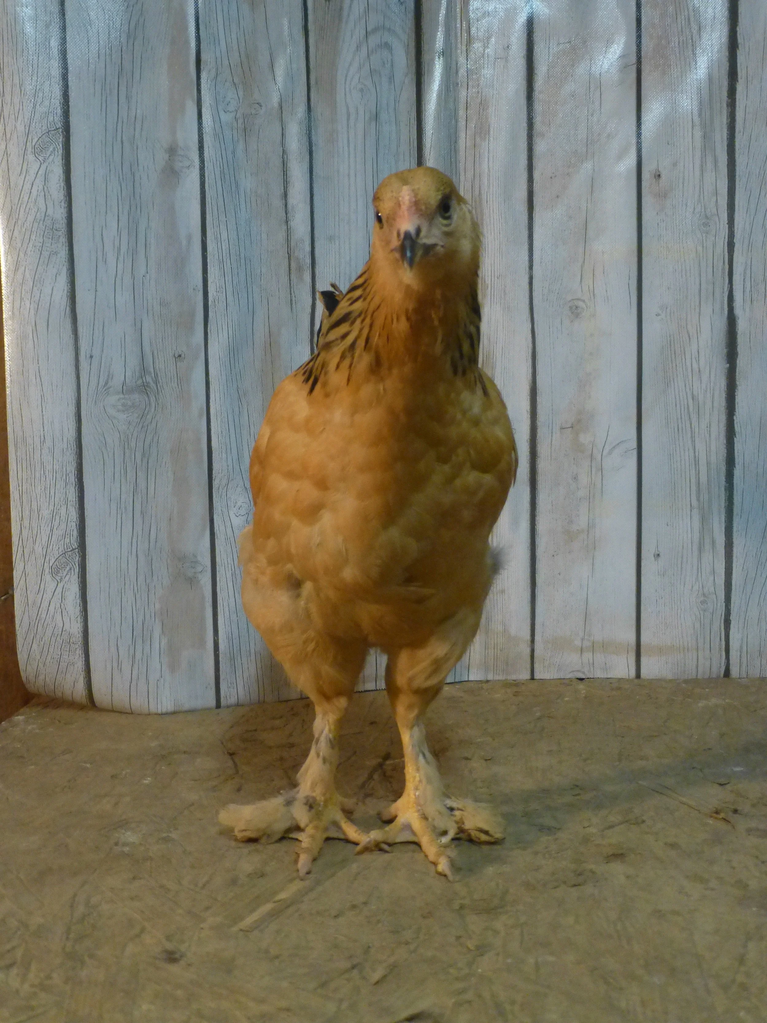 Asiatic_Brahma_Buff_Pullet_Auction2Front_HaileyHendershot.JPG
