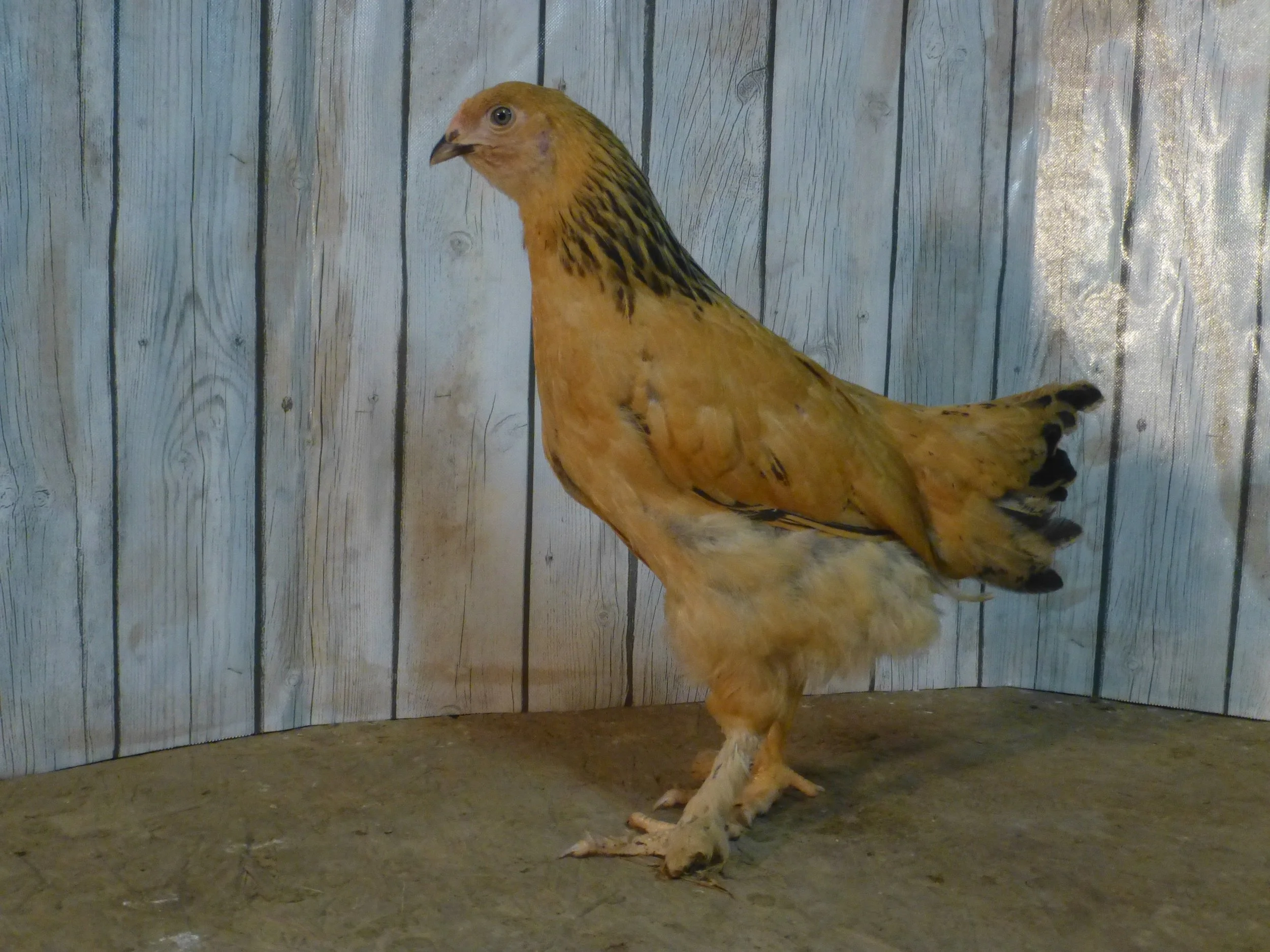 Asiatic_Brahma_Buff_Pullet_Auction2Side_HaileyHendershot.JPG