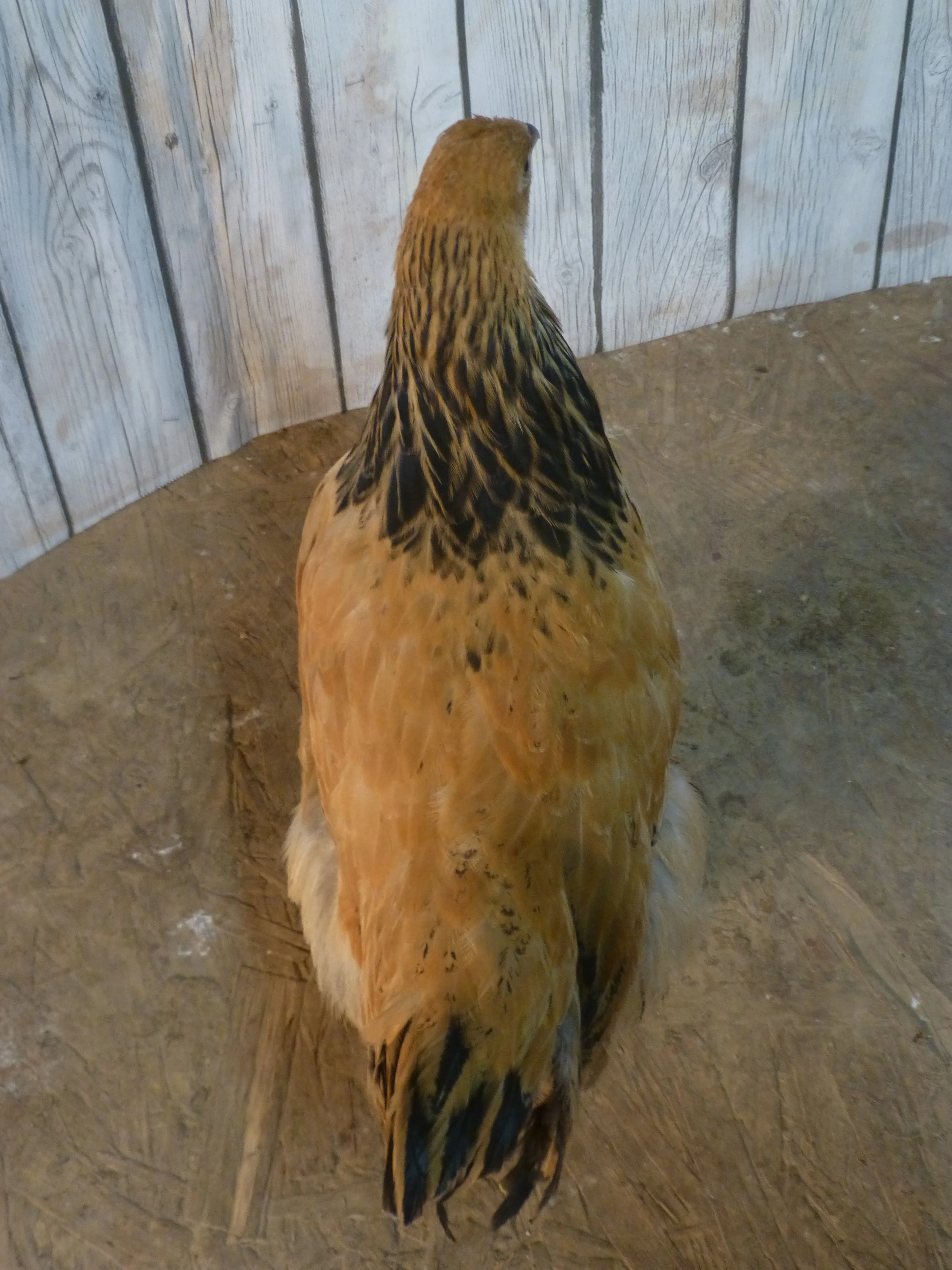 Asiatic_Brahma_Buff_Pullet_Auction1Back_HaileyHendershot.JPG