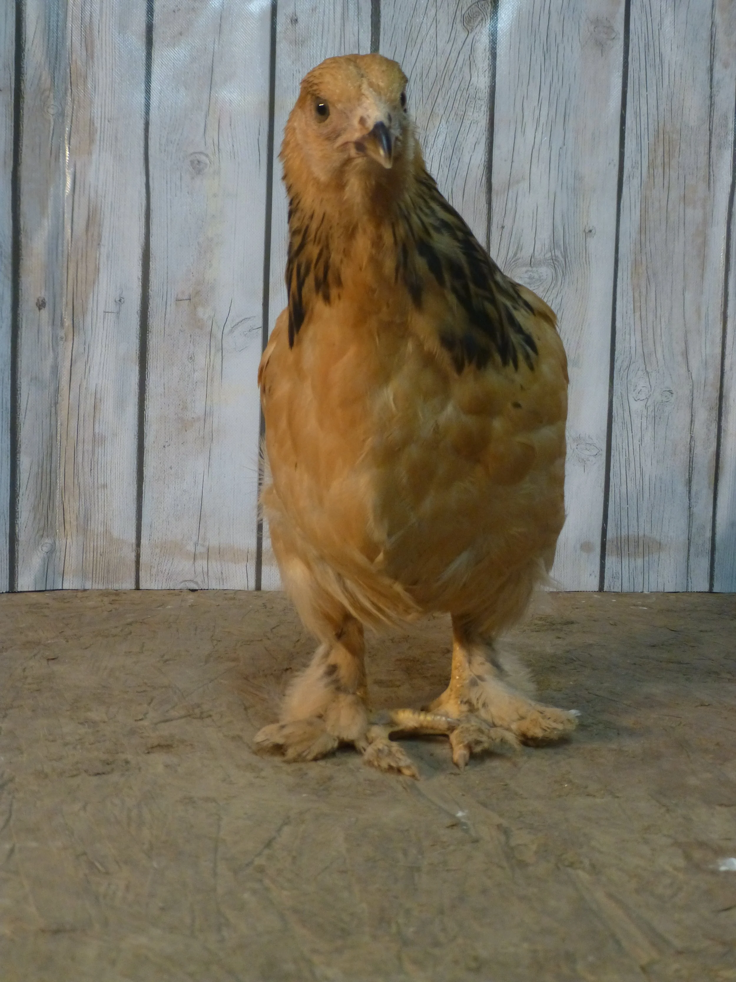 Asiatic_Brahma_Buff_Pullet_Auction1Front_HaileyHendershot.JPG