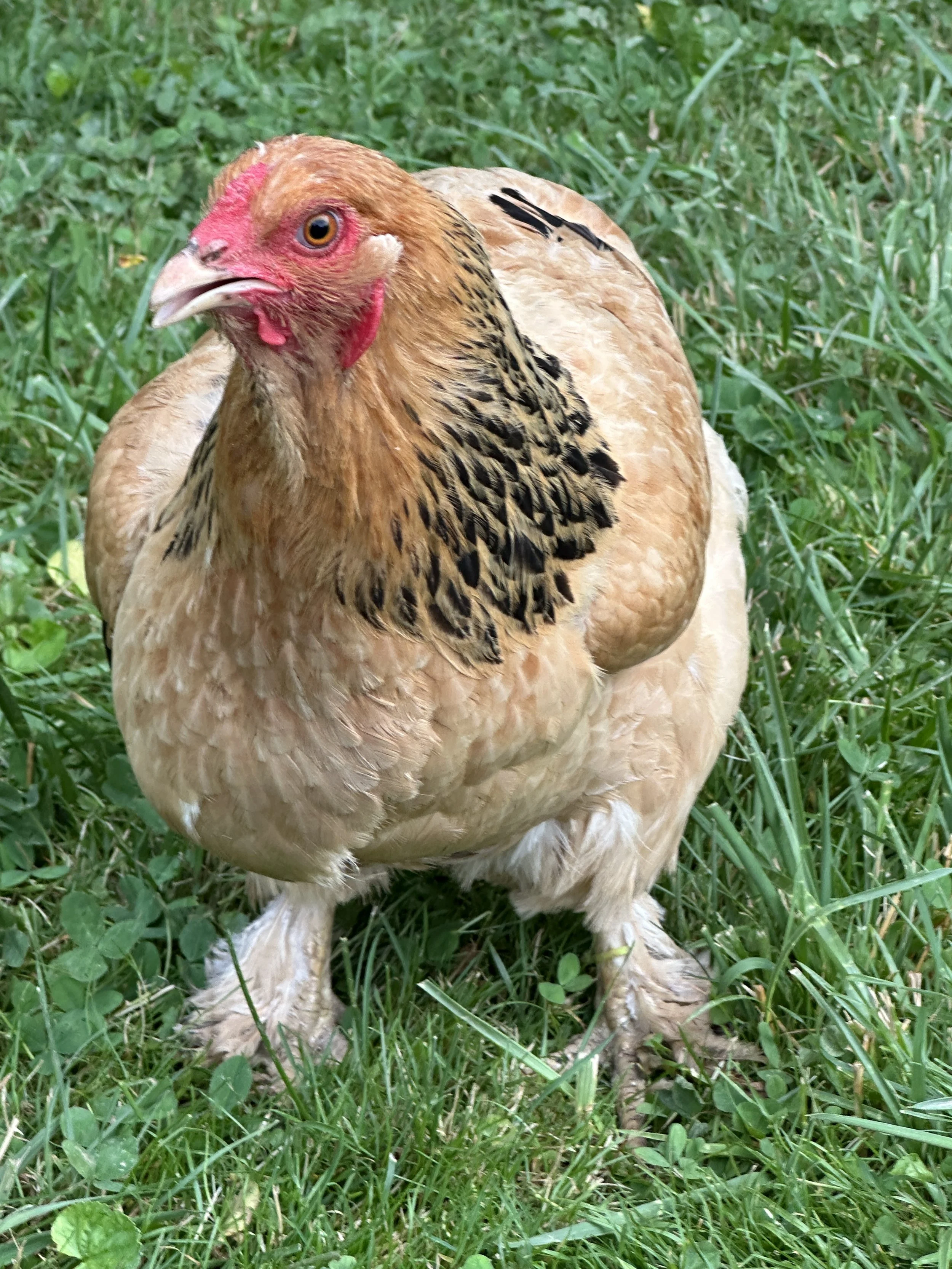 Asiatic_Brahma_Buff_Pullet_Fern_Front_Artie Rohrmeier.JPG