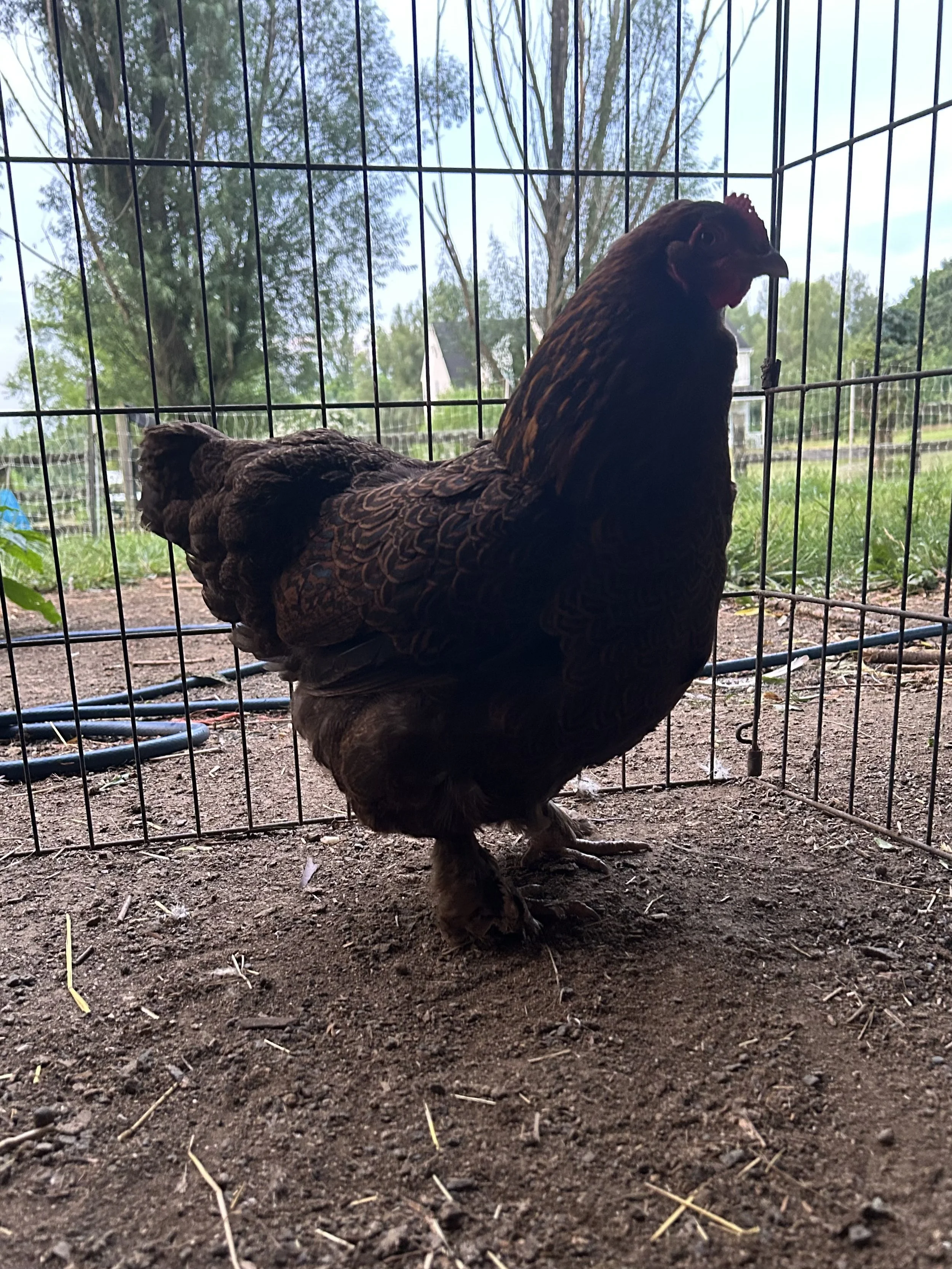 Asiatic_Cochin_Partridge_Hen_Brownie_Elizabeth Menuey 1.jpeg