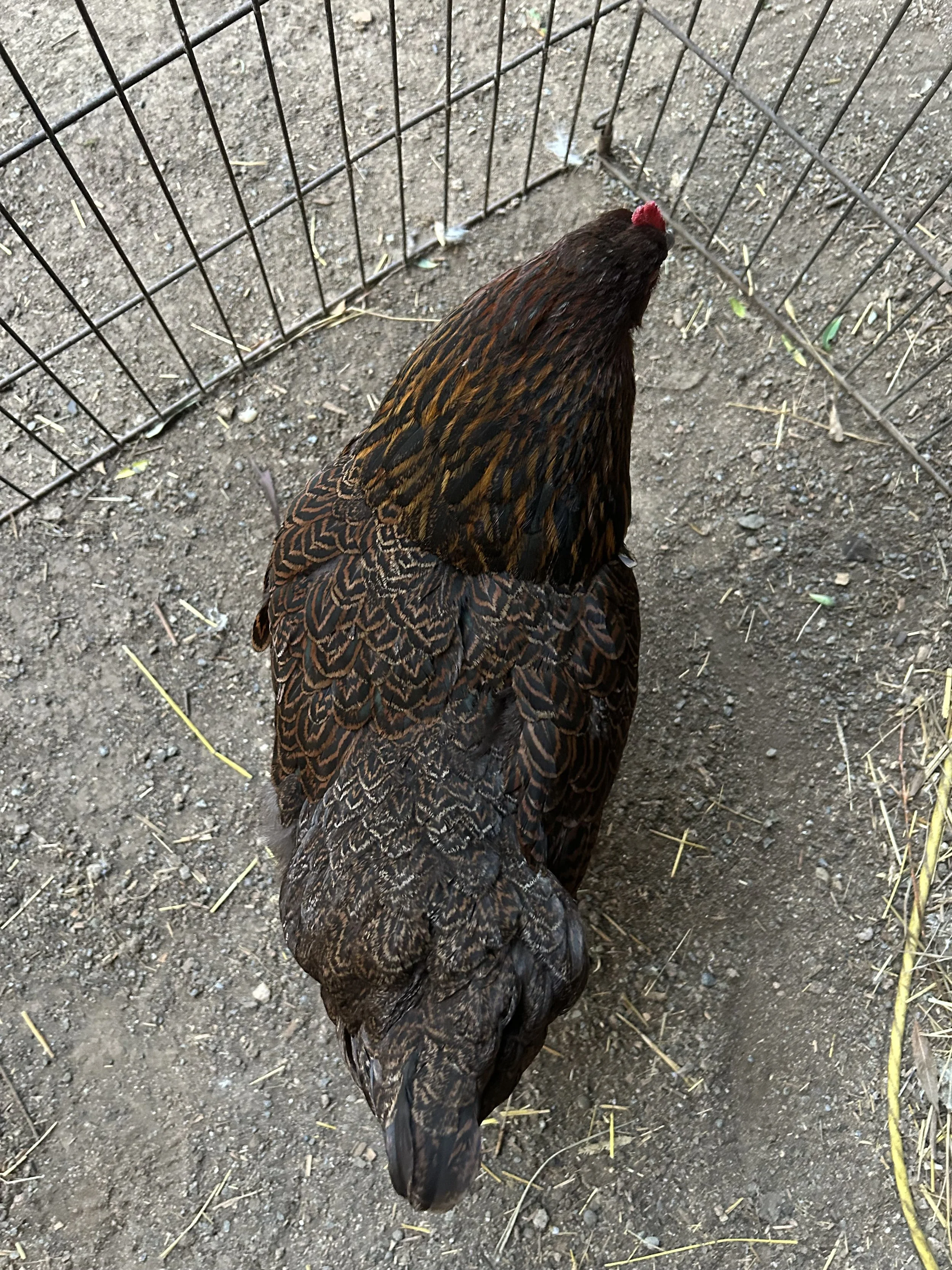 Asiatic_Cochin_Partridge_Hen_Brownie_Elizabeth Menuey 2.jpeg