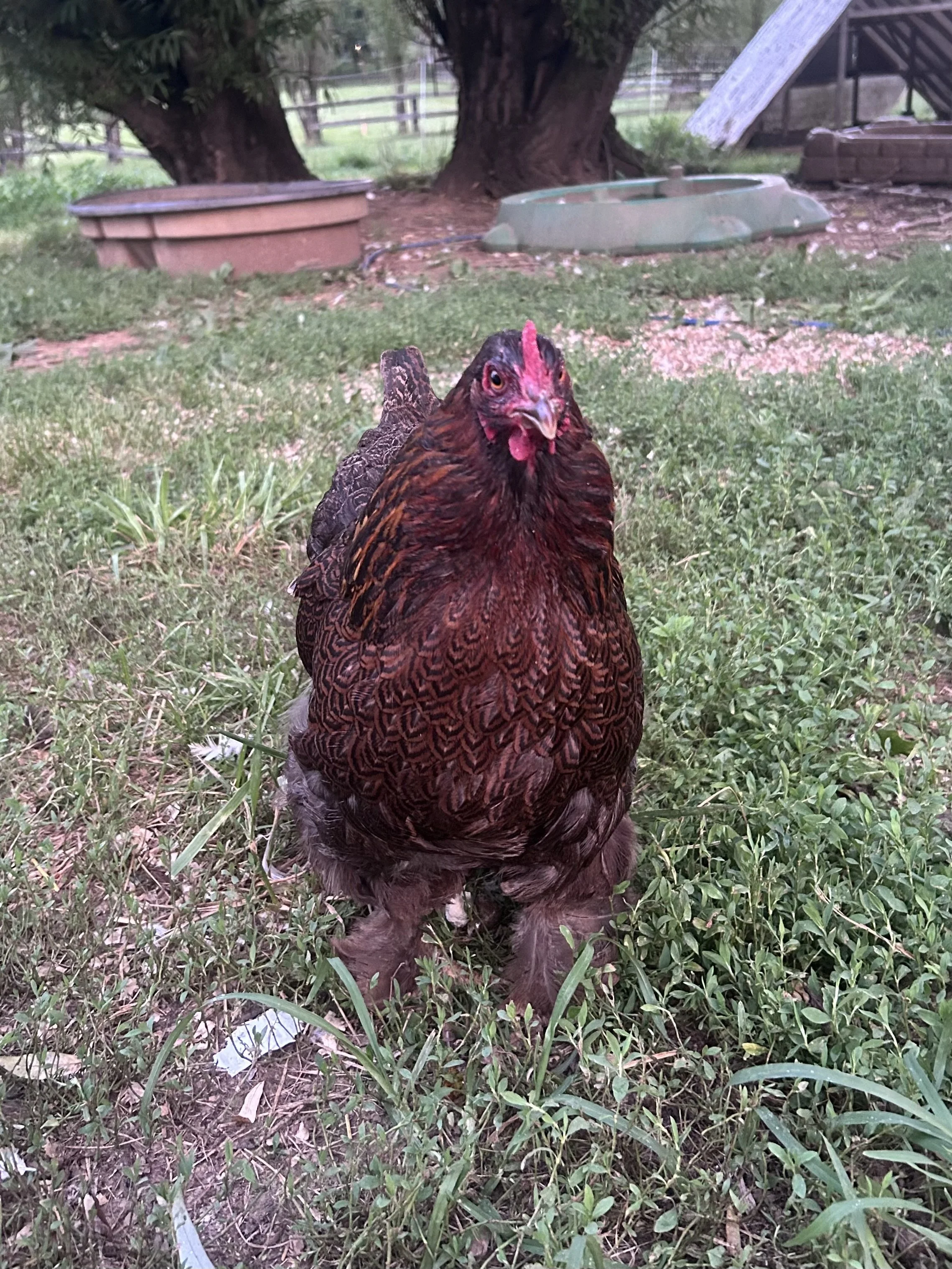 Asiatic_Cochin_Partridge_Hen_Brownie_Elizabeth Menuey 3.jpeg