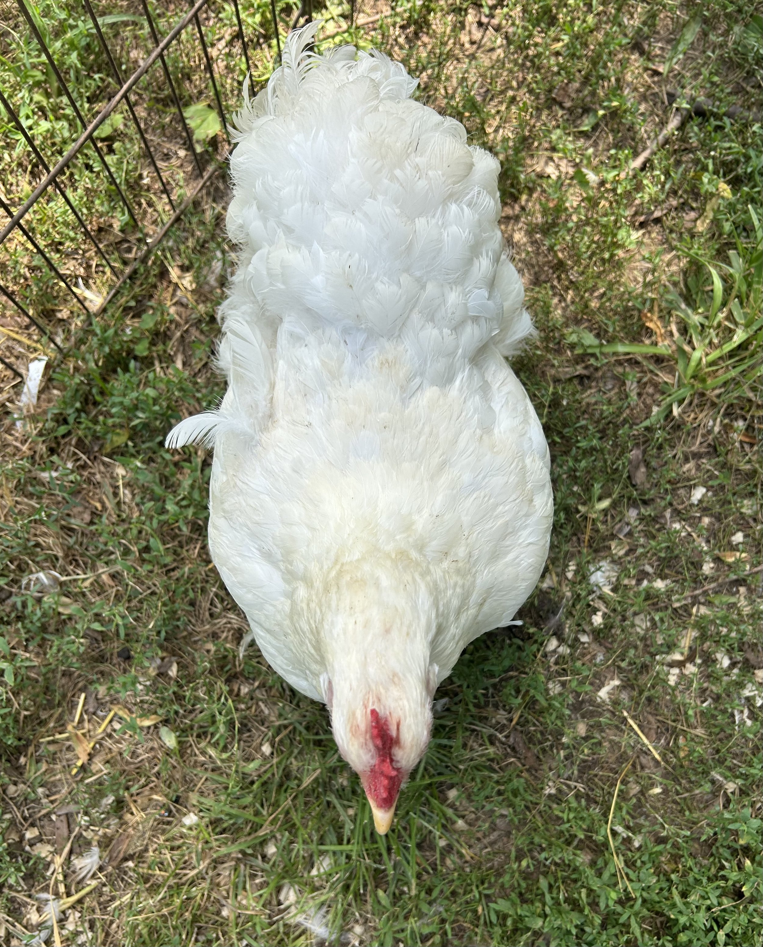 Asiatic_Cochin_White_Hen_Snowy_Elizabeth Menuey 2.jpeg