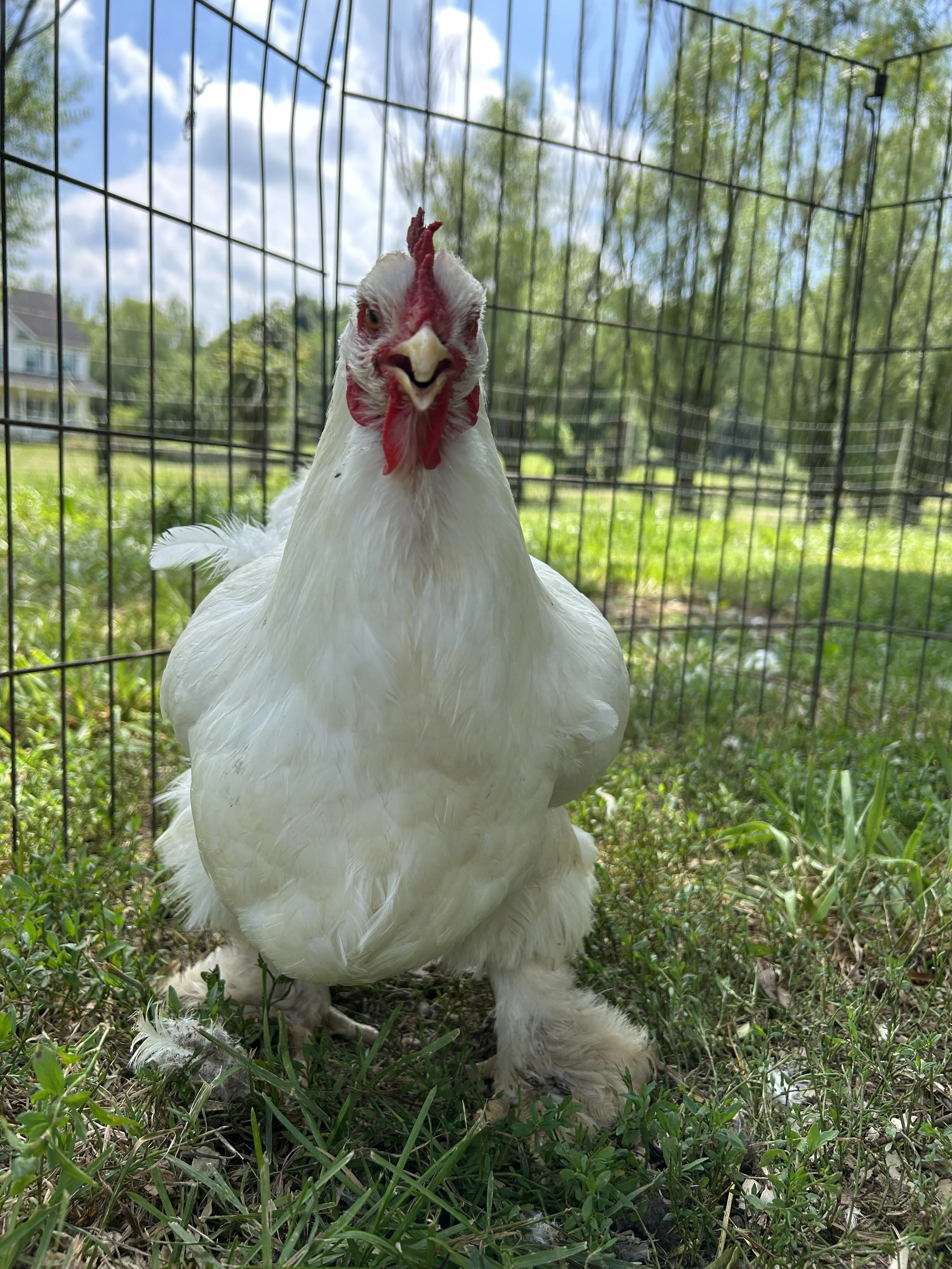 Asiatic_Cochin_White_Hen_Snowy_Elizabeth Menuey 1.jpeg