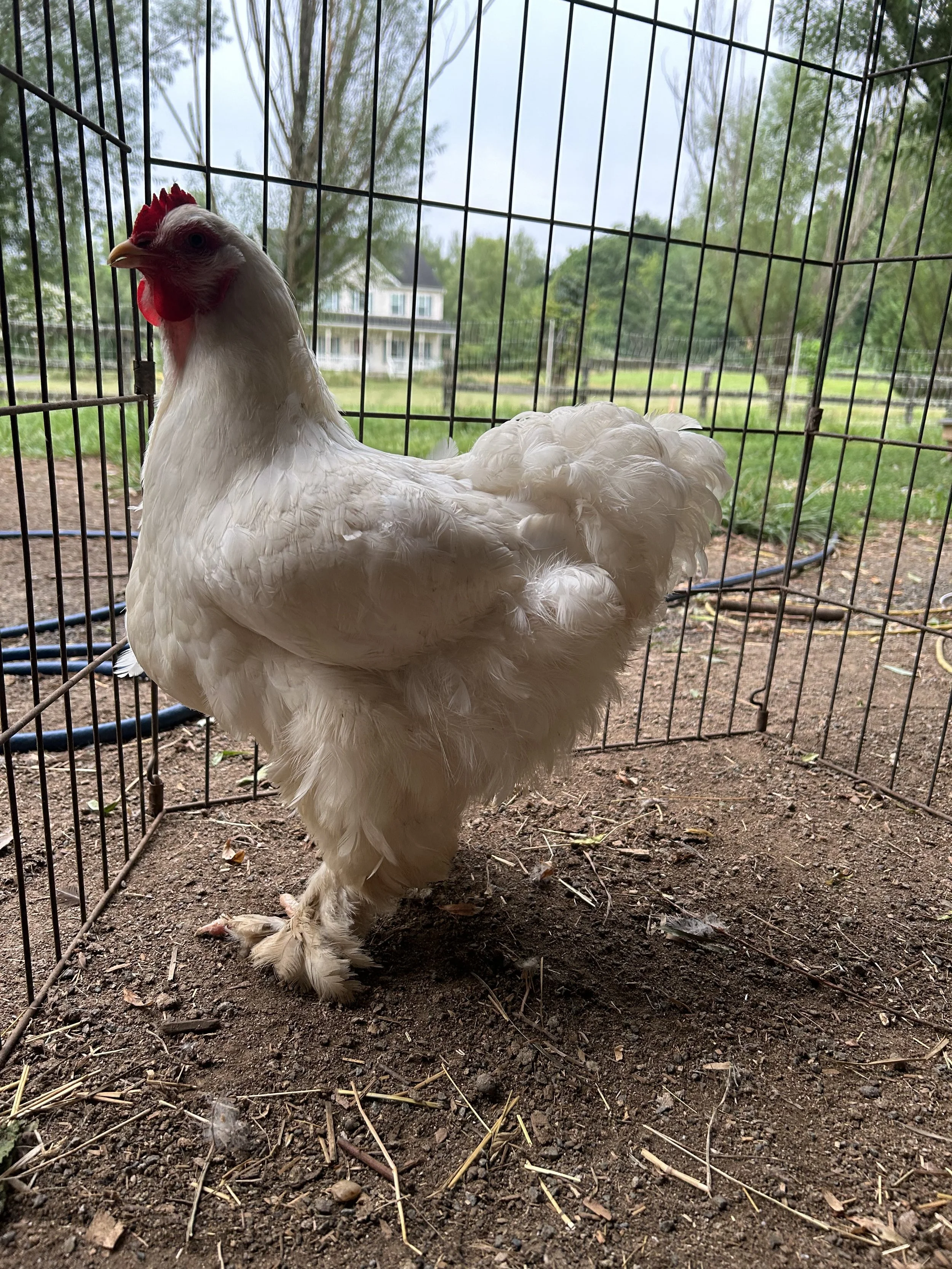 Asiatic_Cochin_White_Hen_Snowy_Elizabeth Menuey 3.jpeg