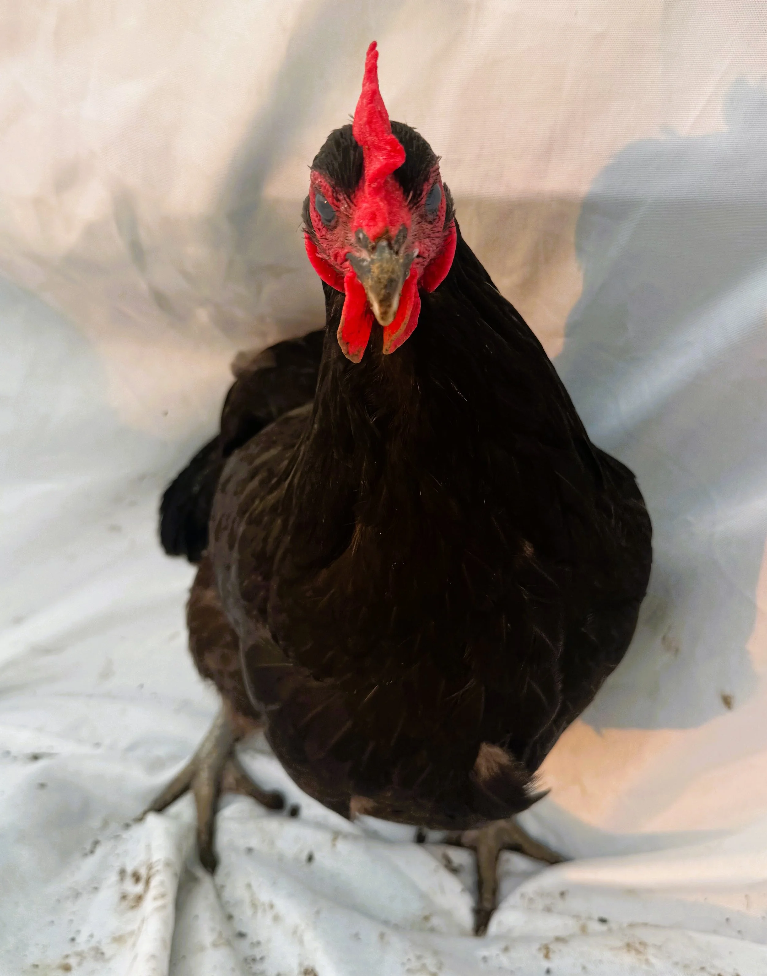 English_Australorp_Black_Hen_Ebony_Nouh Mashaal_Side.jpeg