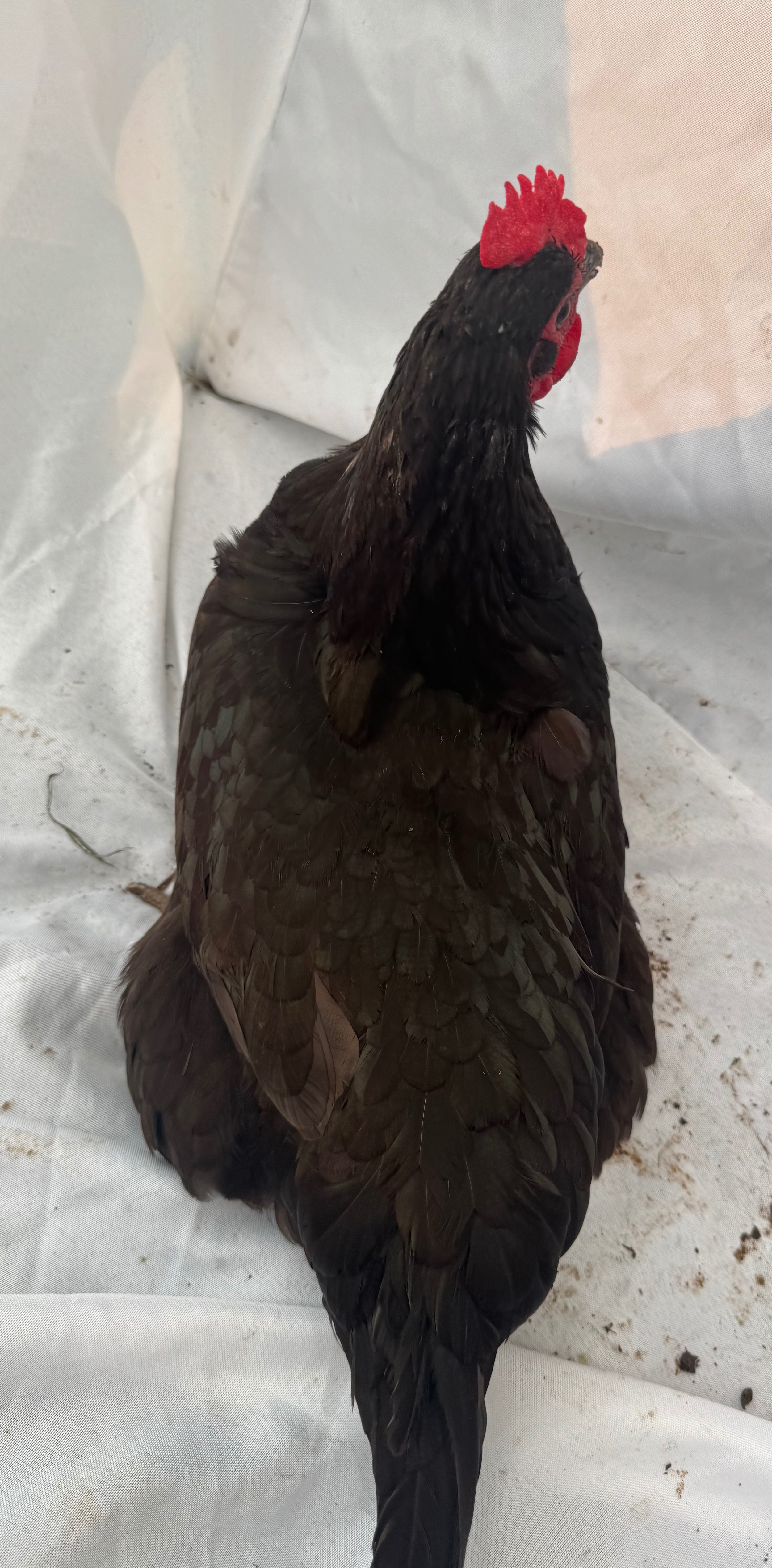English_Australorp_Black_Hen_Ebony_Nouh Mashaal_Top.jpeg