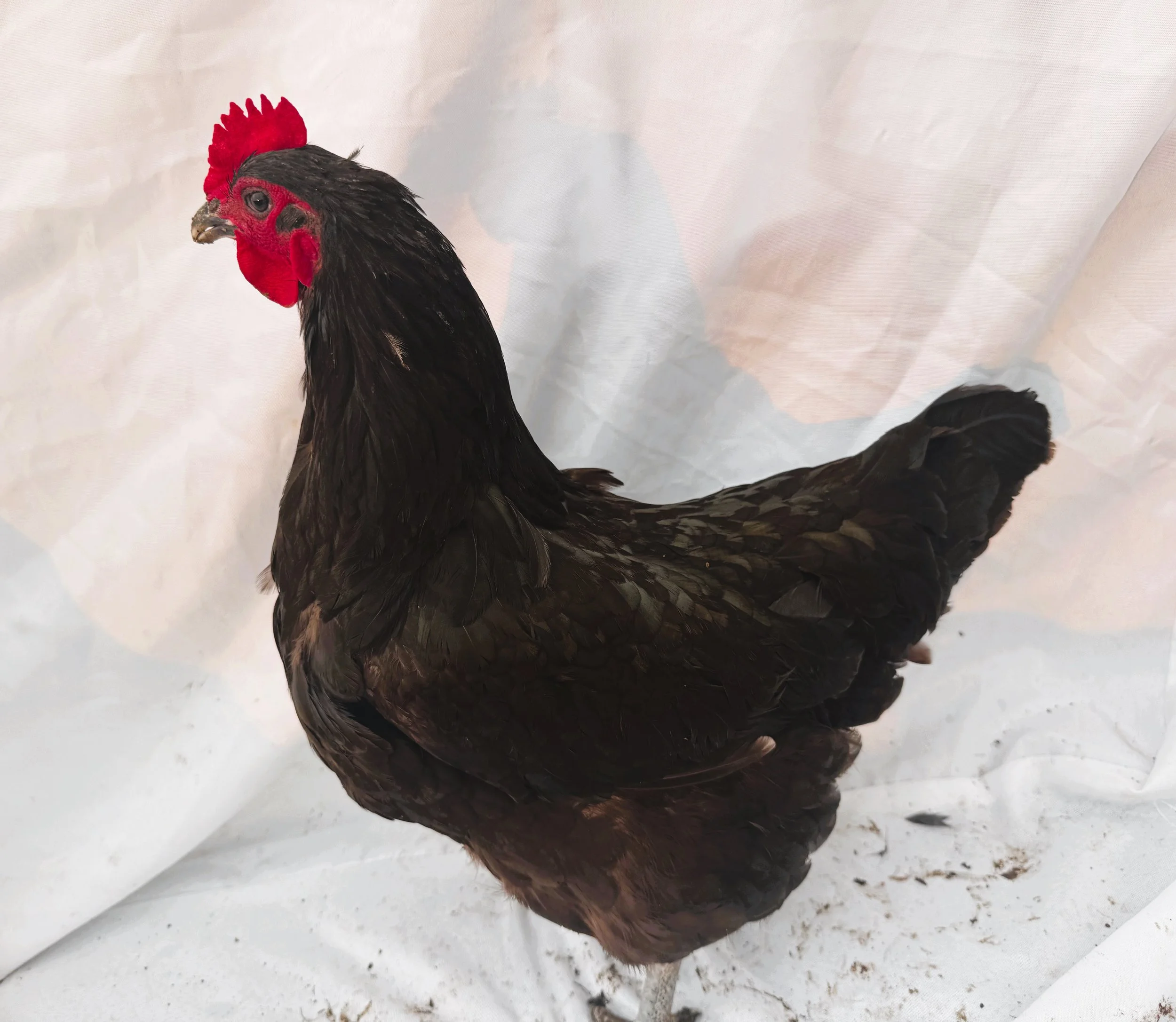 English_Australorp_Black_Hen_Ebony_Nouh Mashaal_Front.jpeg