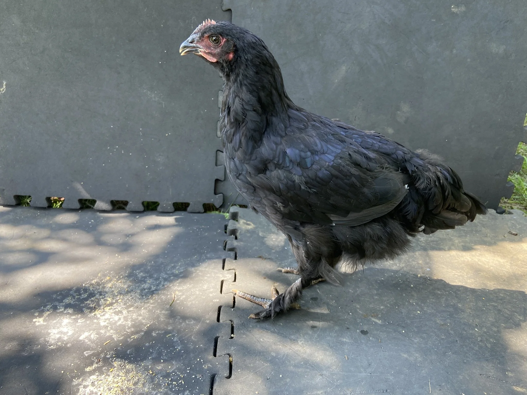 Asiatic_Cochin_Black _Pullet_Karine1_Logan Malcheff.JPEG
