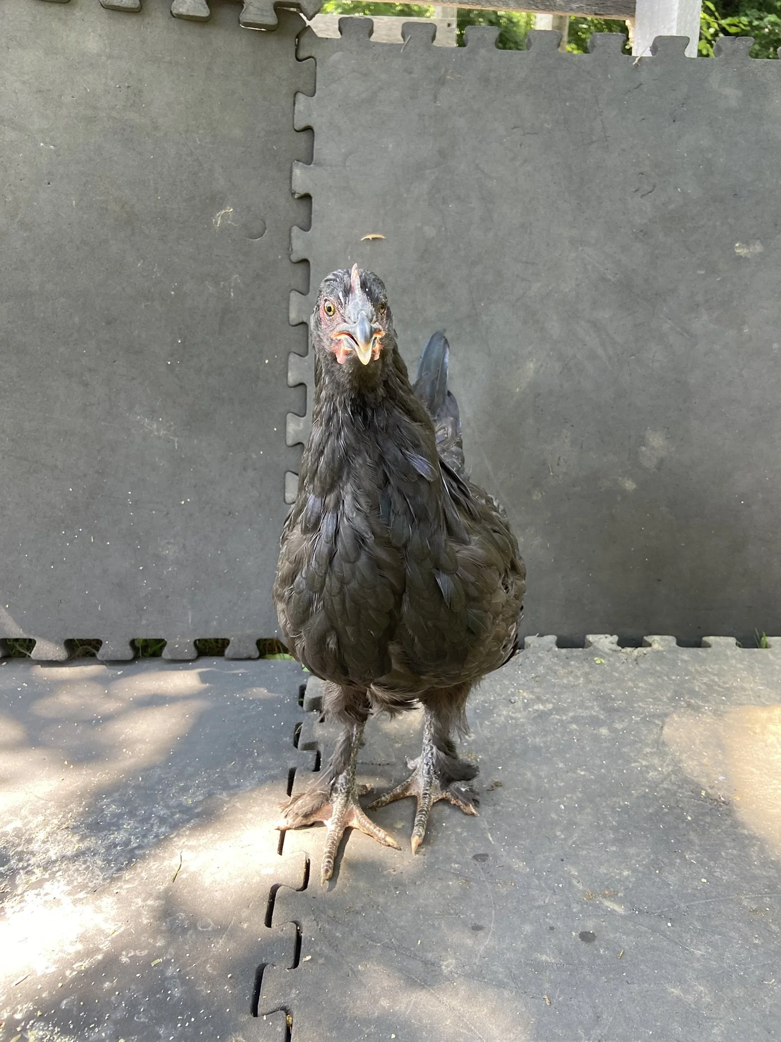 Asiatic_Cochin_Black _Pullet_Karine2_Logan Malcheff.JPEG
