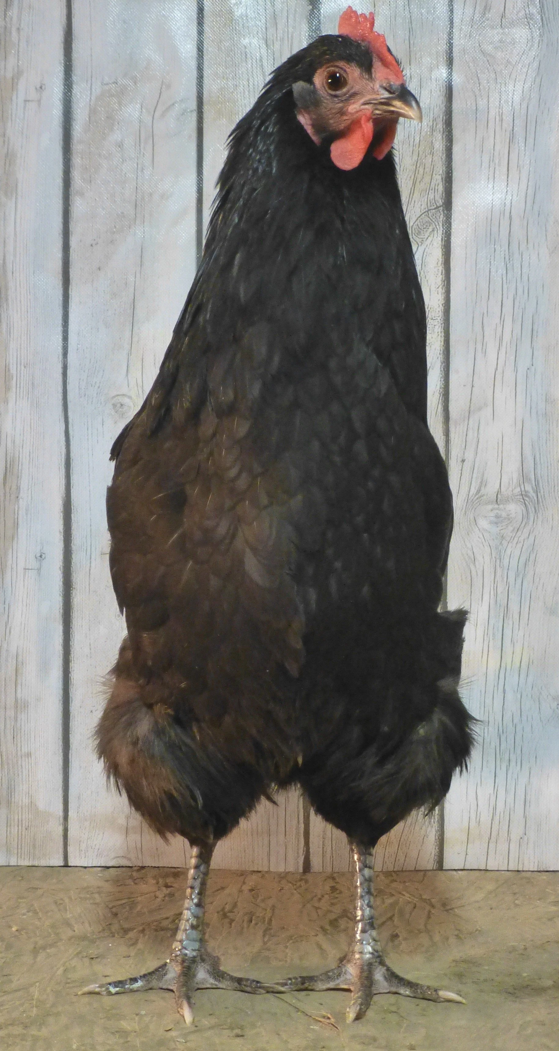 English_Australorp_Black_Hen_Australorp Front_HaileyHendershot.JPG