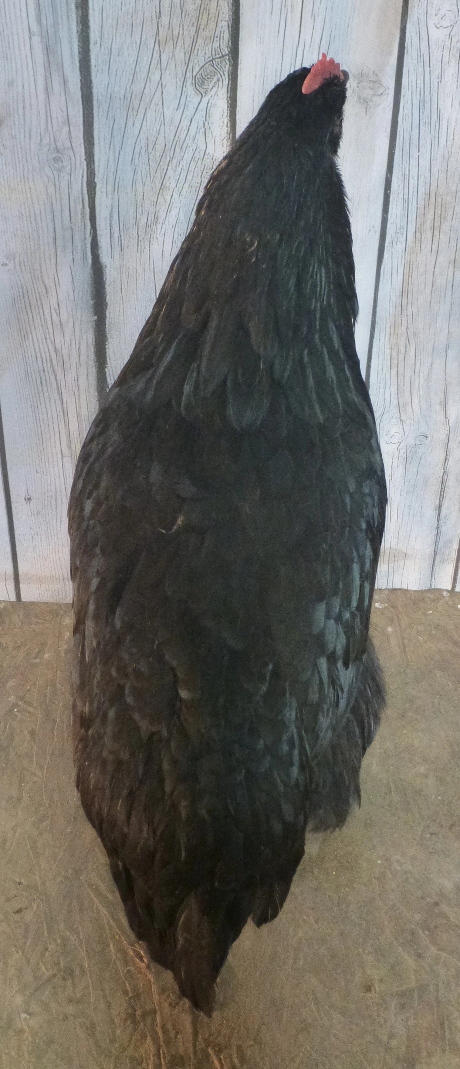 English_Australorp_Black_Hen_Australorp Back_HaileyHendershot.JPG