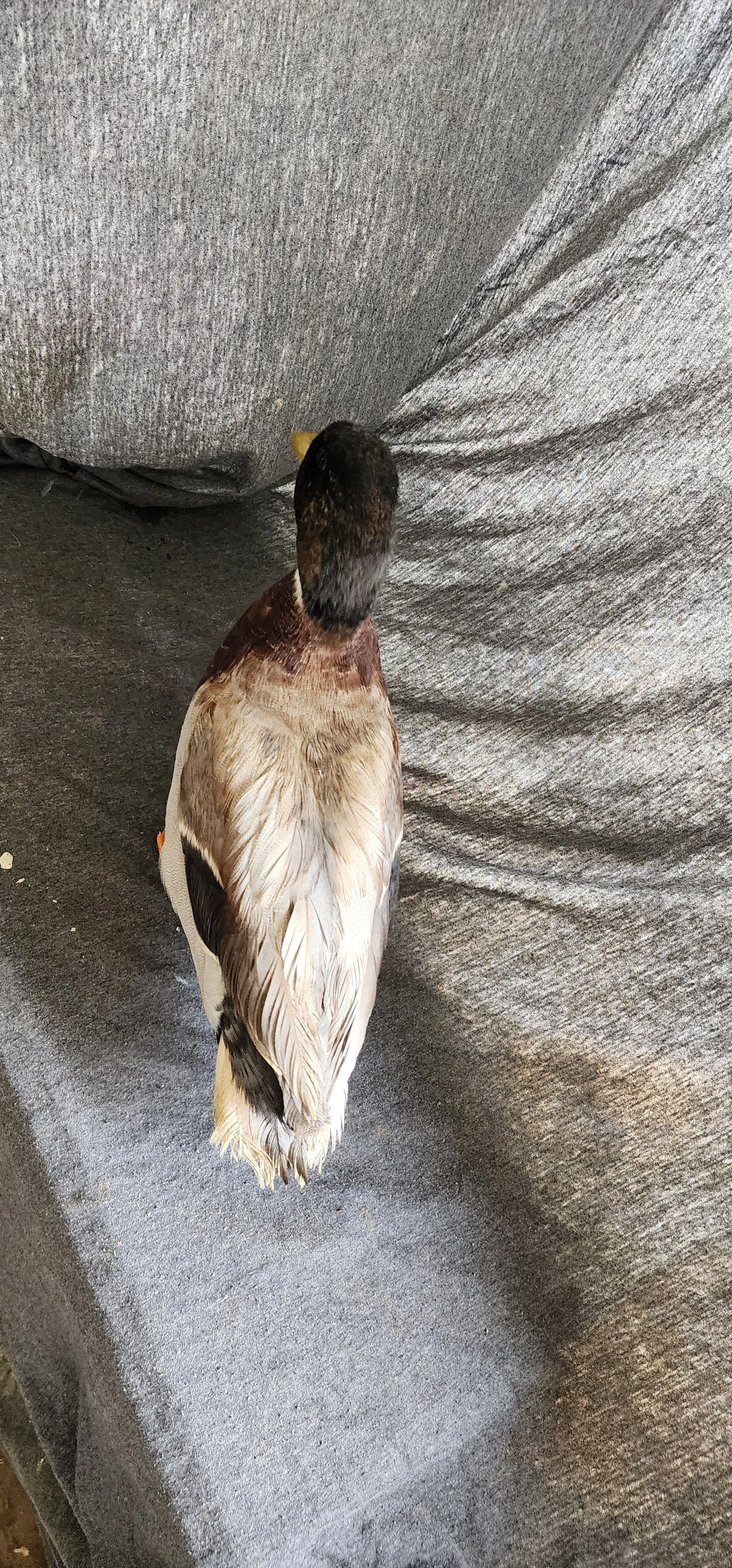 Bantam Duck_Call_Pastel_Drake_Slate_Richard Landes2.jpg