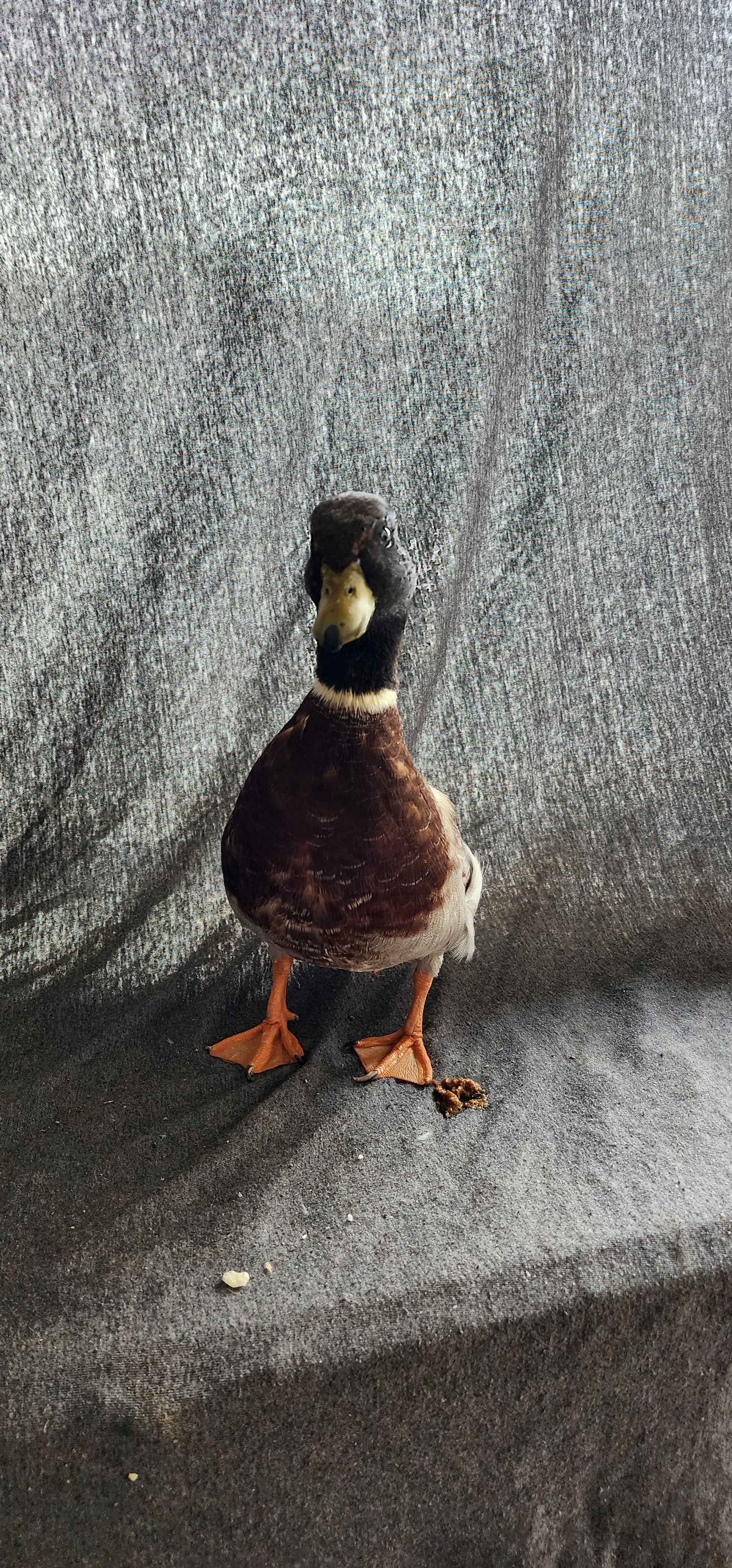 Bantam Duck_Call_Pastel_Drake_Slate_Richard Landes1.jpg