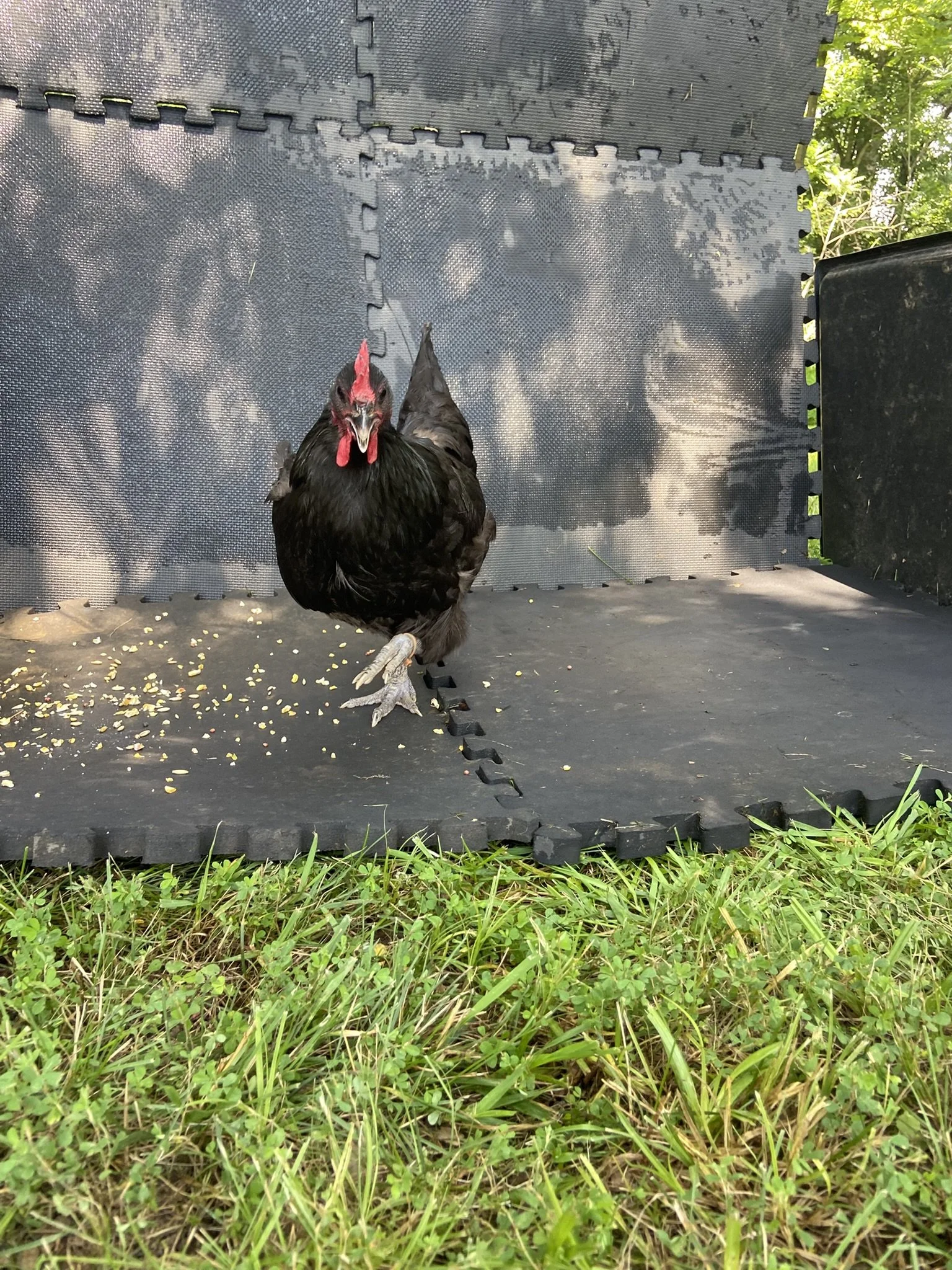 English_Australorp_Black_Hen_Aussie2_Logan Malcheff.JPEG