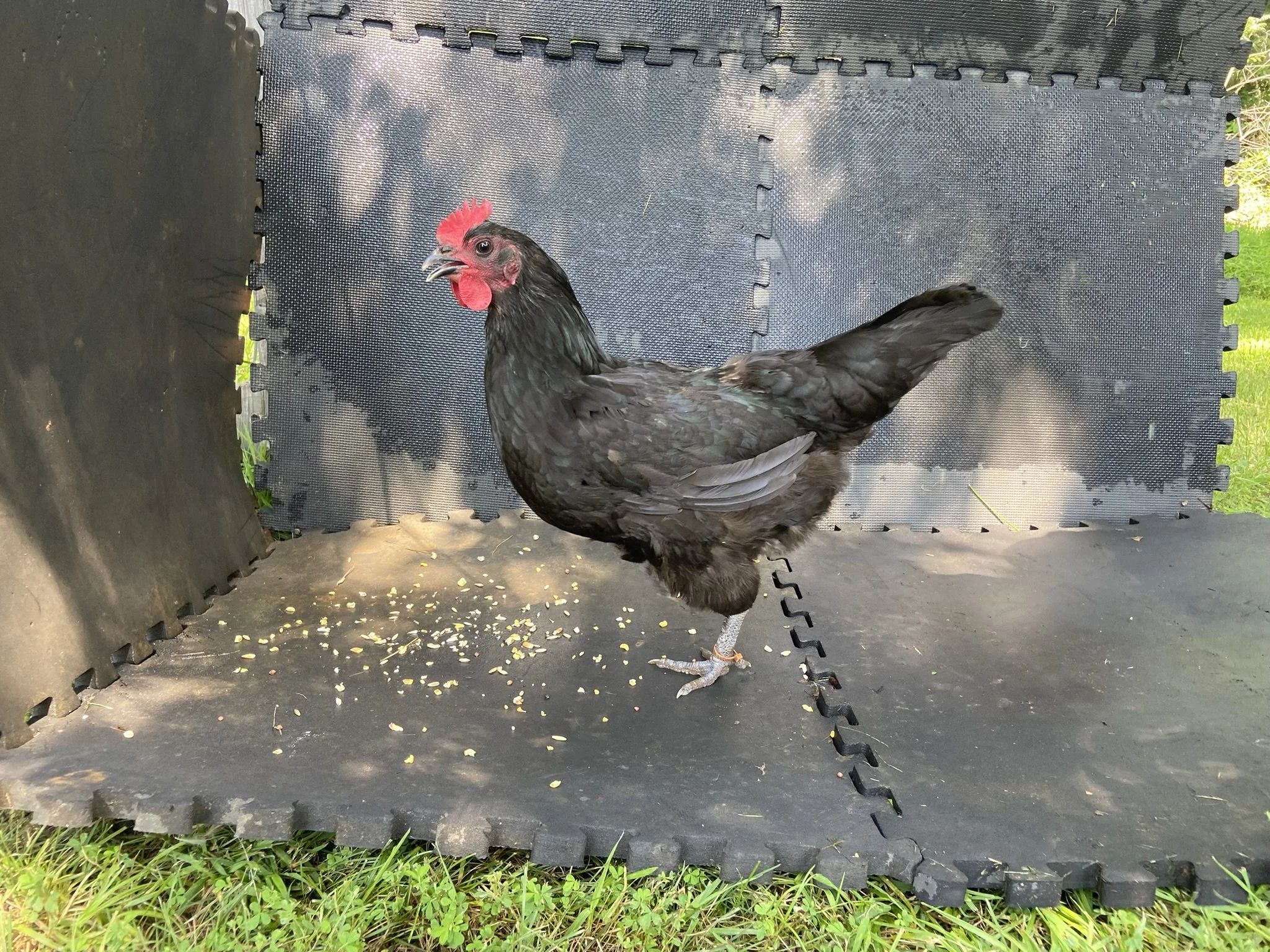English_Australorp_Black_Hen_Aussie1_Logan Malcheff.JPEG