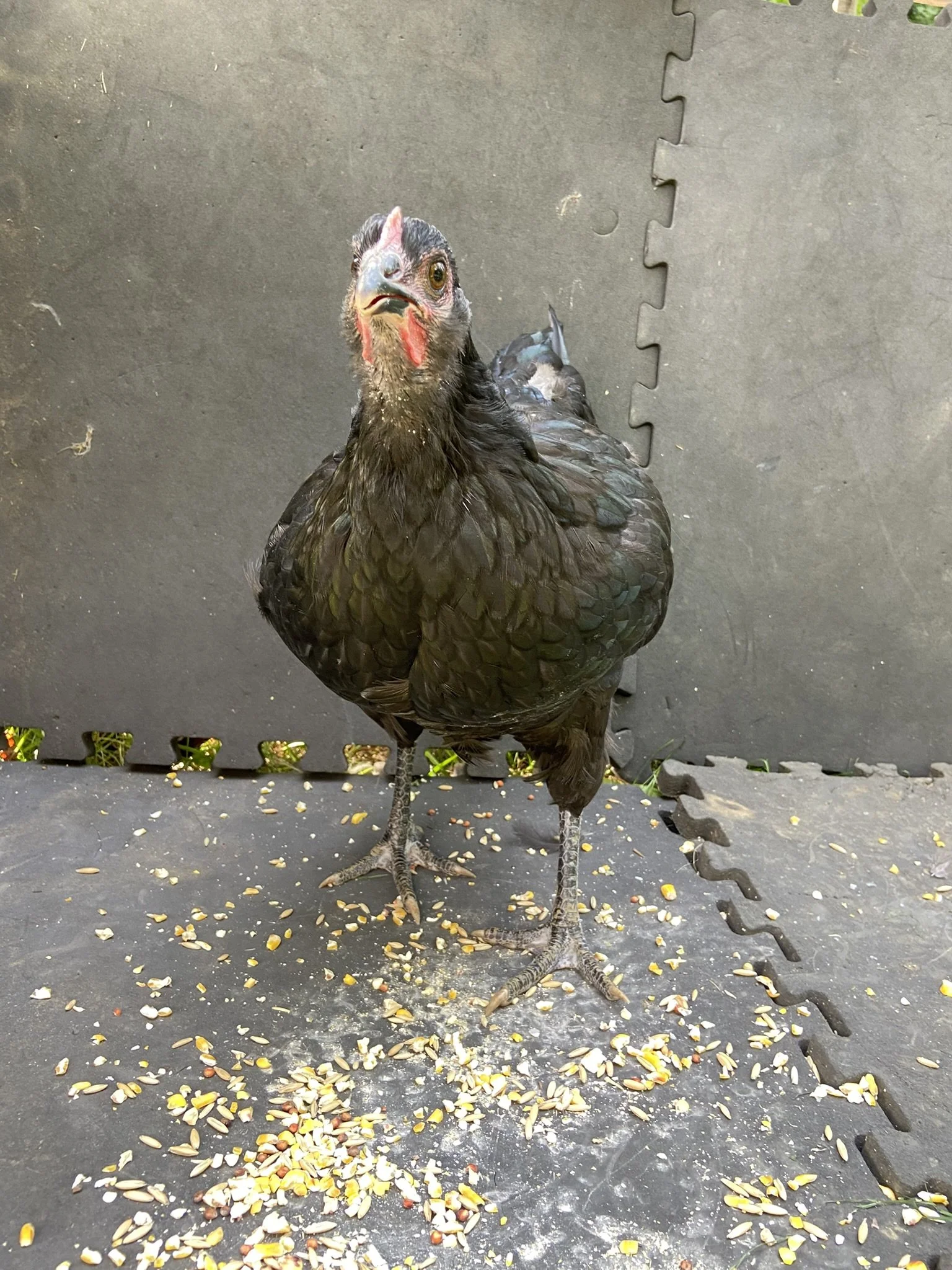English_Australorp_Black_Pullet_BettyLou2_Logan Malcheff.JPEG