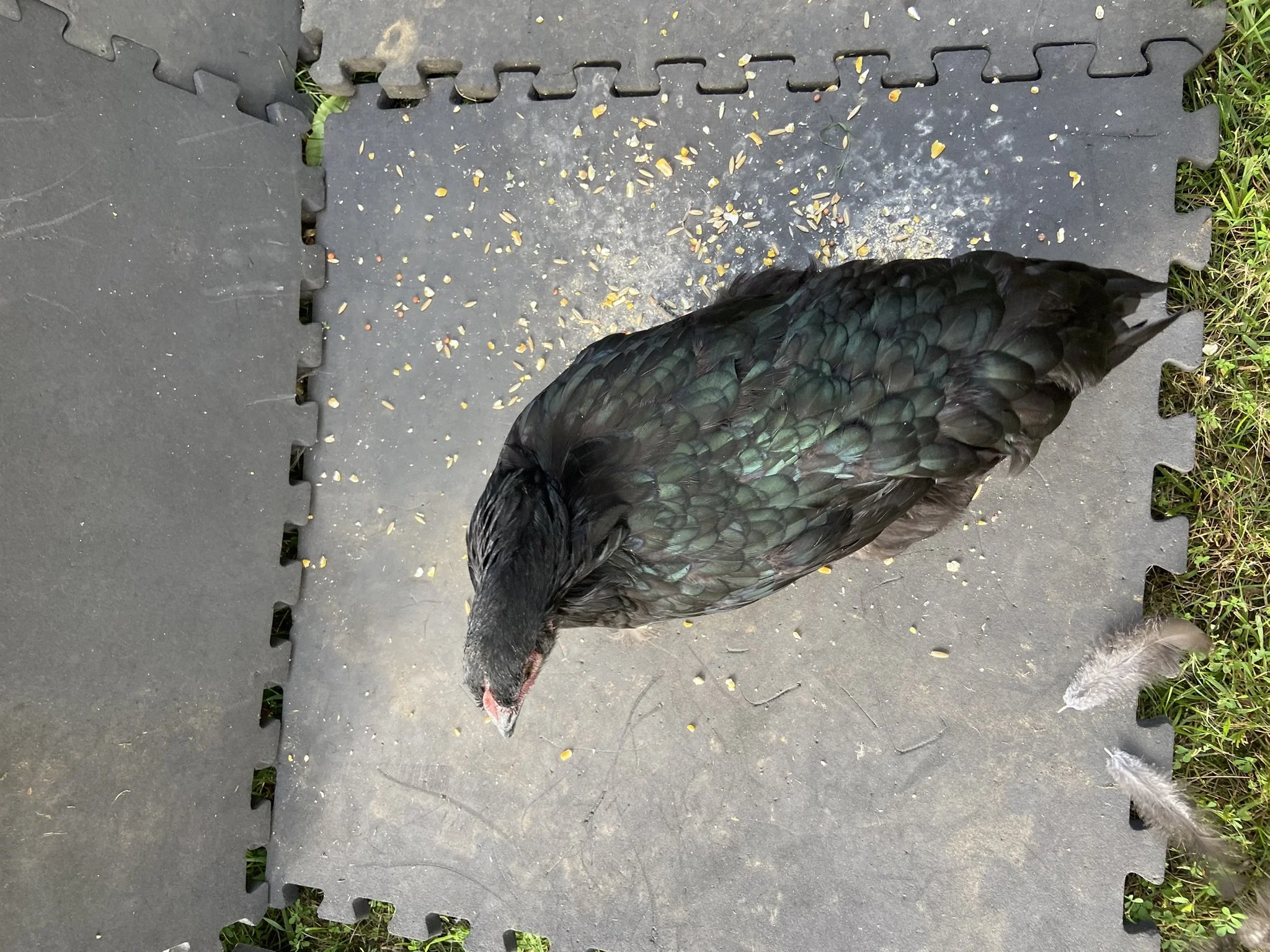 English_Australorp_Black_Pullet_BettyLou3_Logan Malcheff.JPEG
