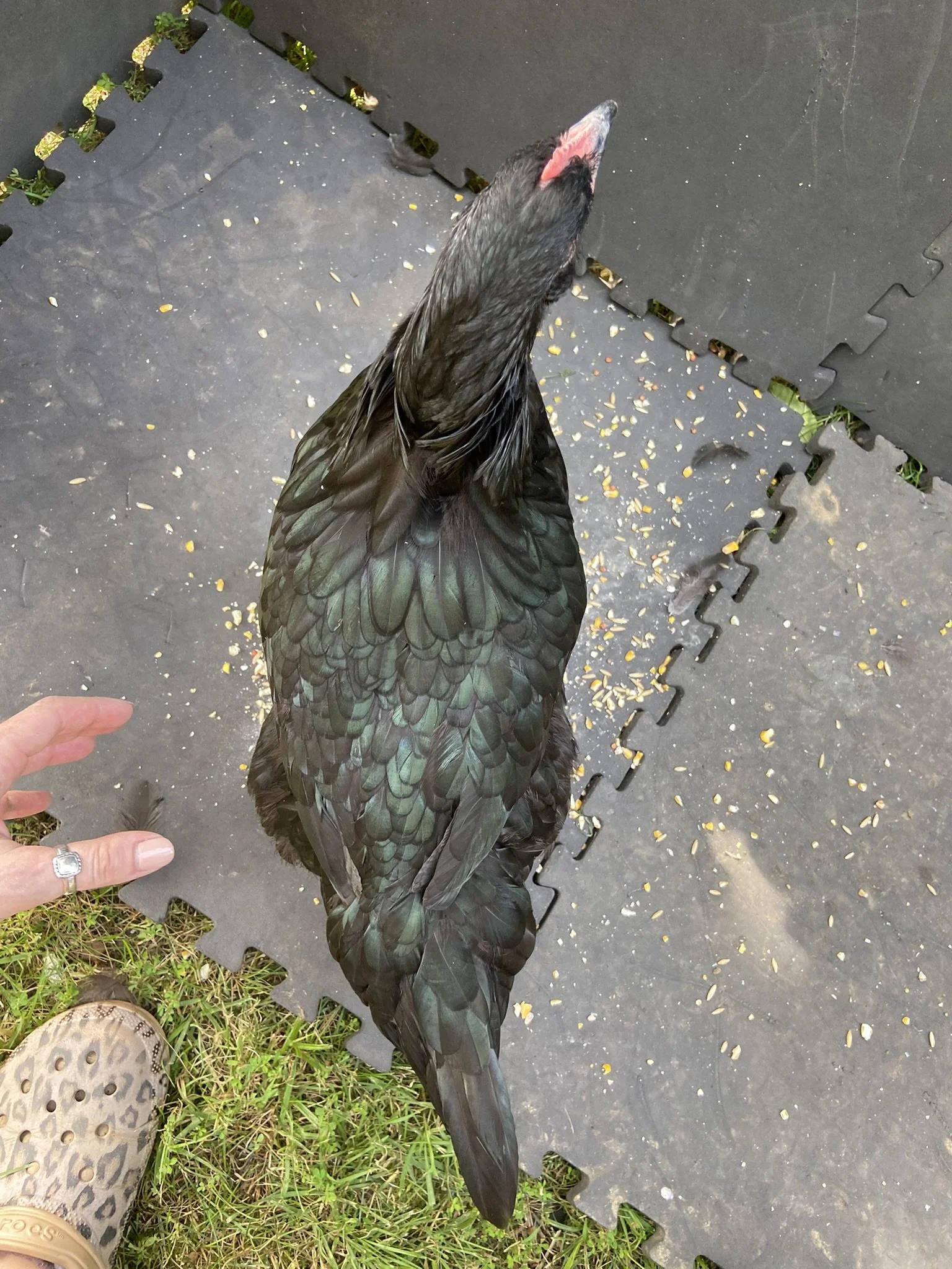 English_Australorp_Black_Pullet_BettySue3_Logan Malcheff.JPEG