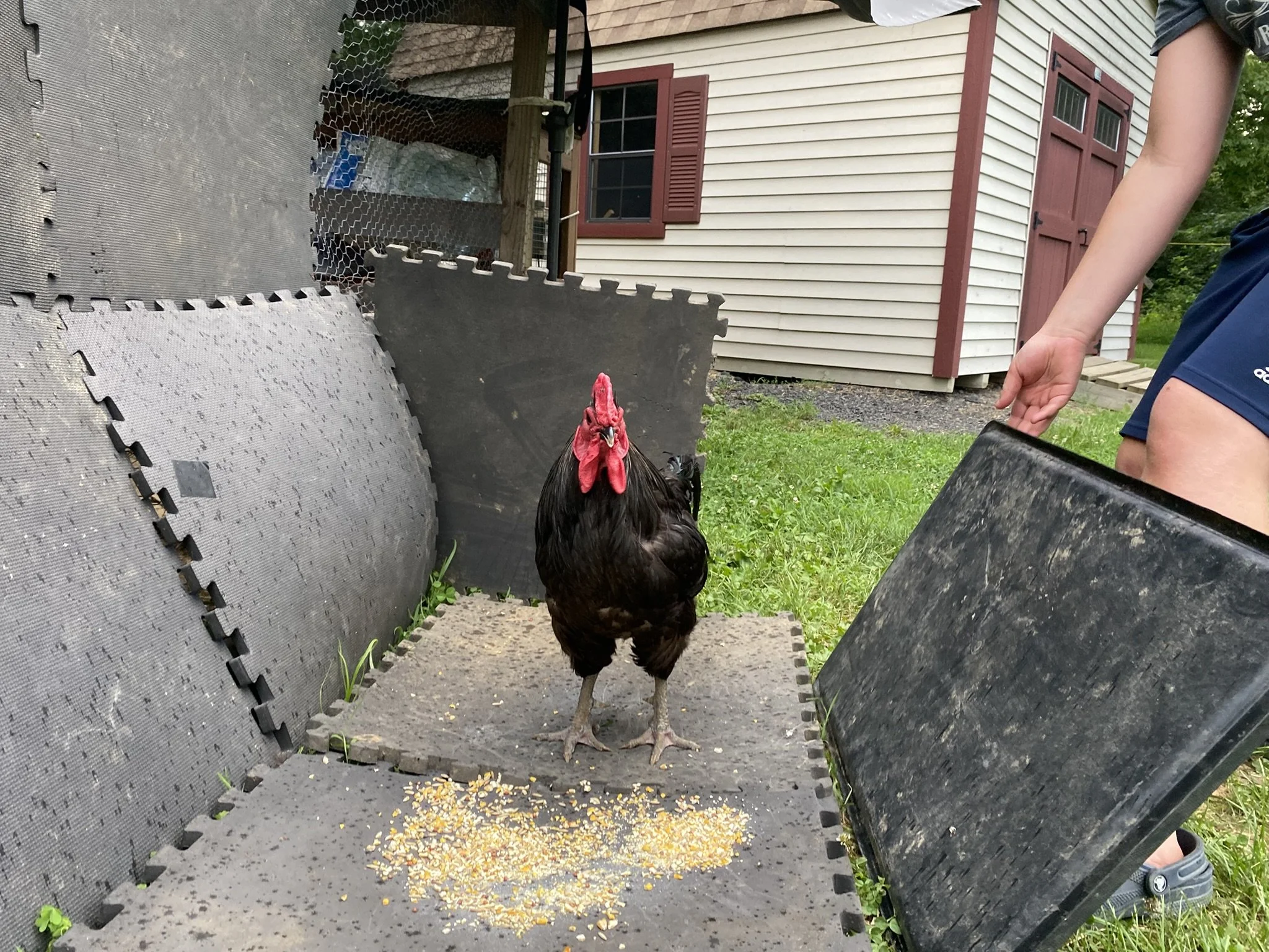 English_Australorp_Black_Rooster_Guy3_Logan Malcheff.JPEG