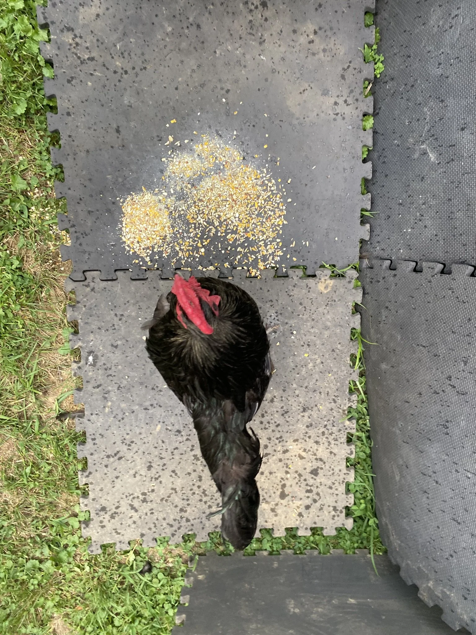 English_Australorp_Black_Rooster_Guy2_Logan Malcheff.JPEG