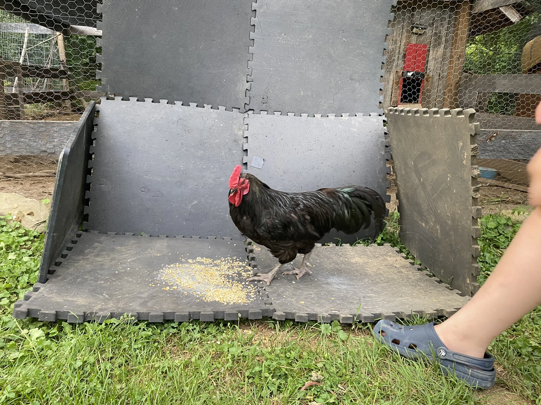 English_Australorp_Black_Rooster_Guy1_Logan Malcheff.JPEG