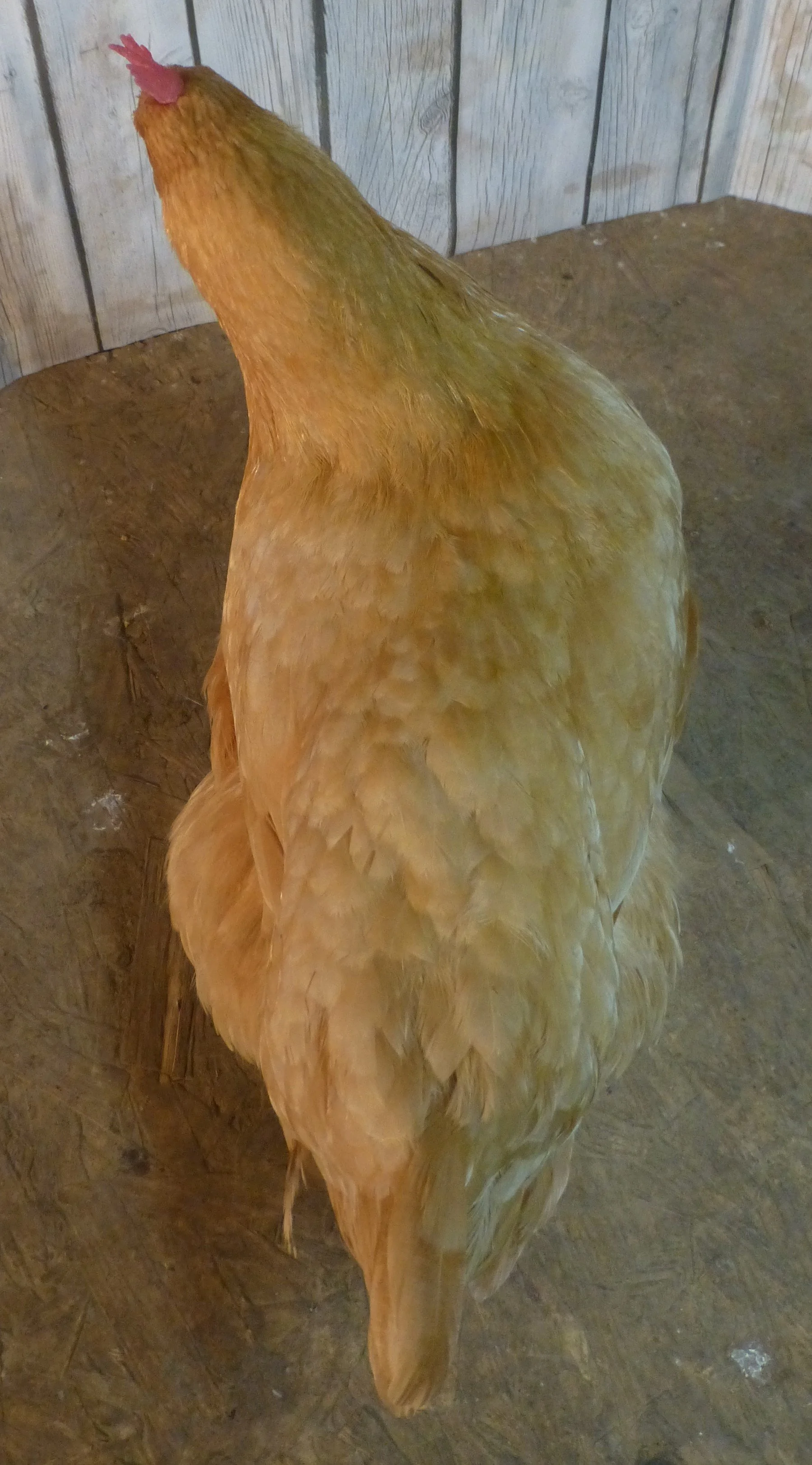 English_Orpington_Buff_Hen_Buff Orpington Back_HaileyHendershot.JPG