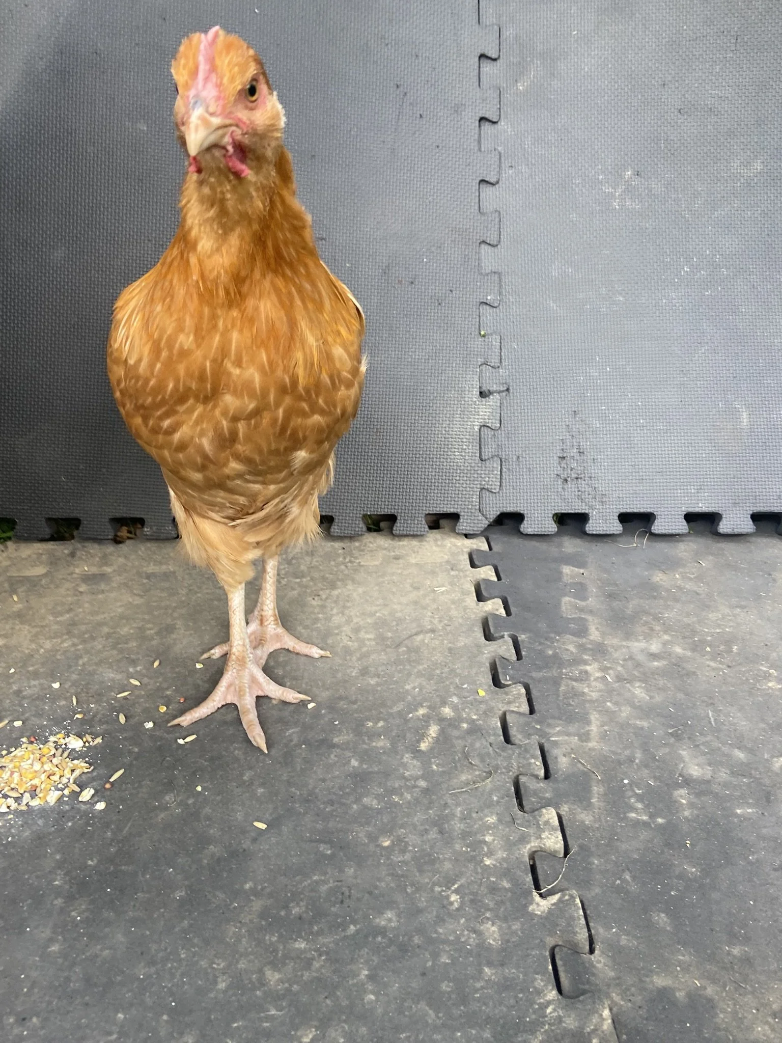 English_Orpington_Buff_Pullet_Bobbie1_Logan Malcheff.JPEG