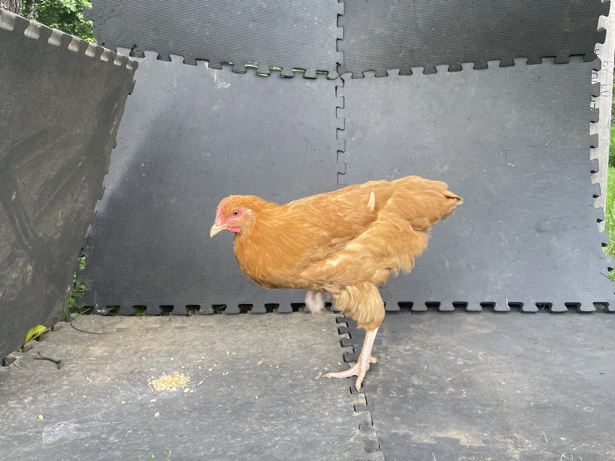 English_Orpington_Buff_Pullet_Bobbie_Logan Malcheff.JPEG